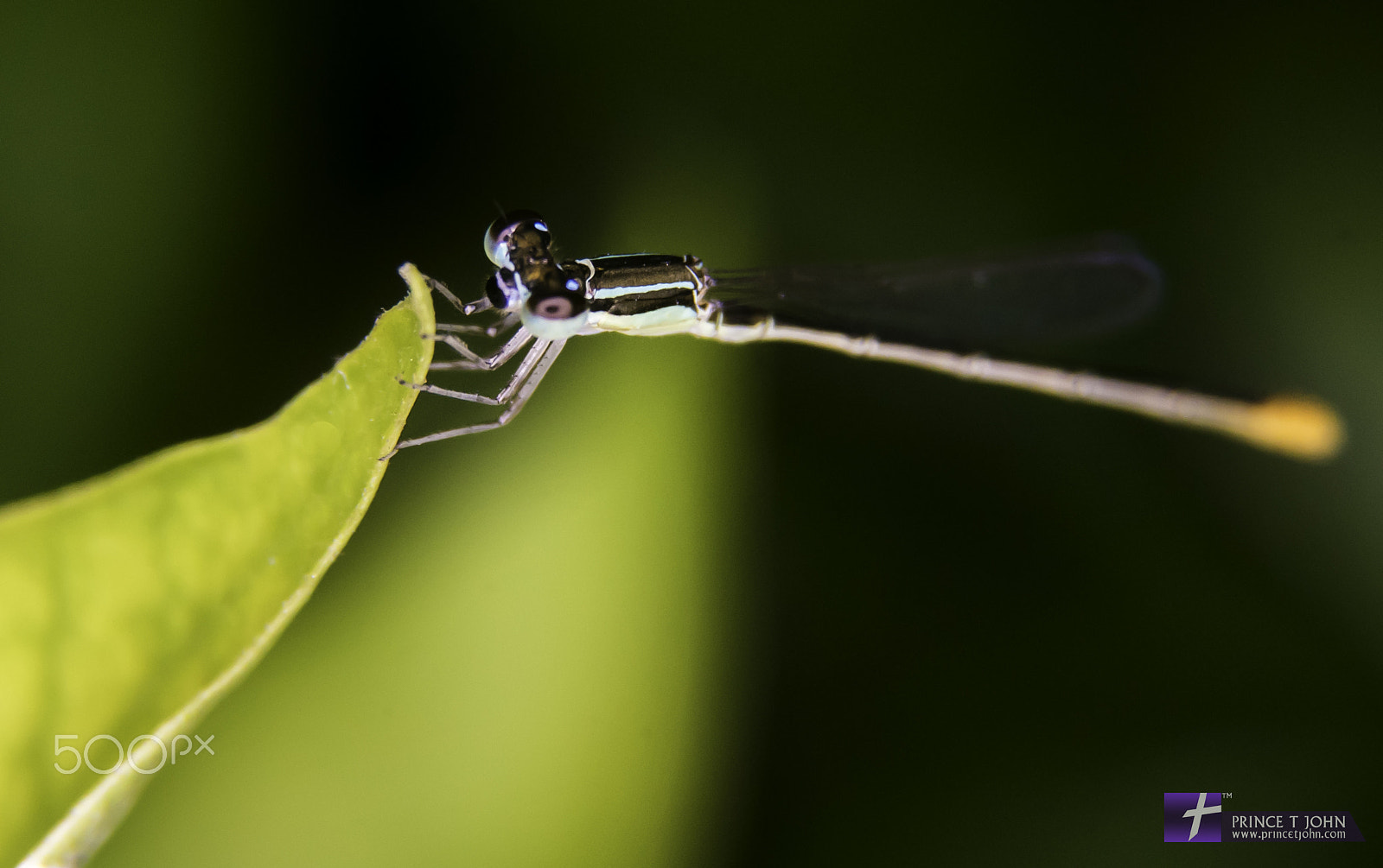 Minolta AF 28-70mm F2.8 G sample photo. Dragon fly macro photography