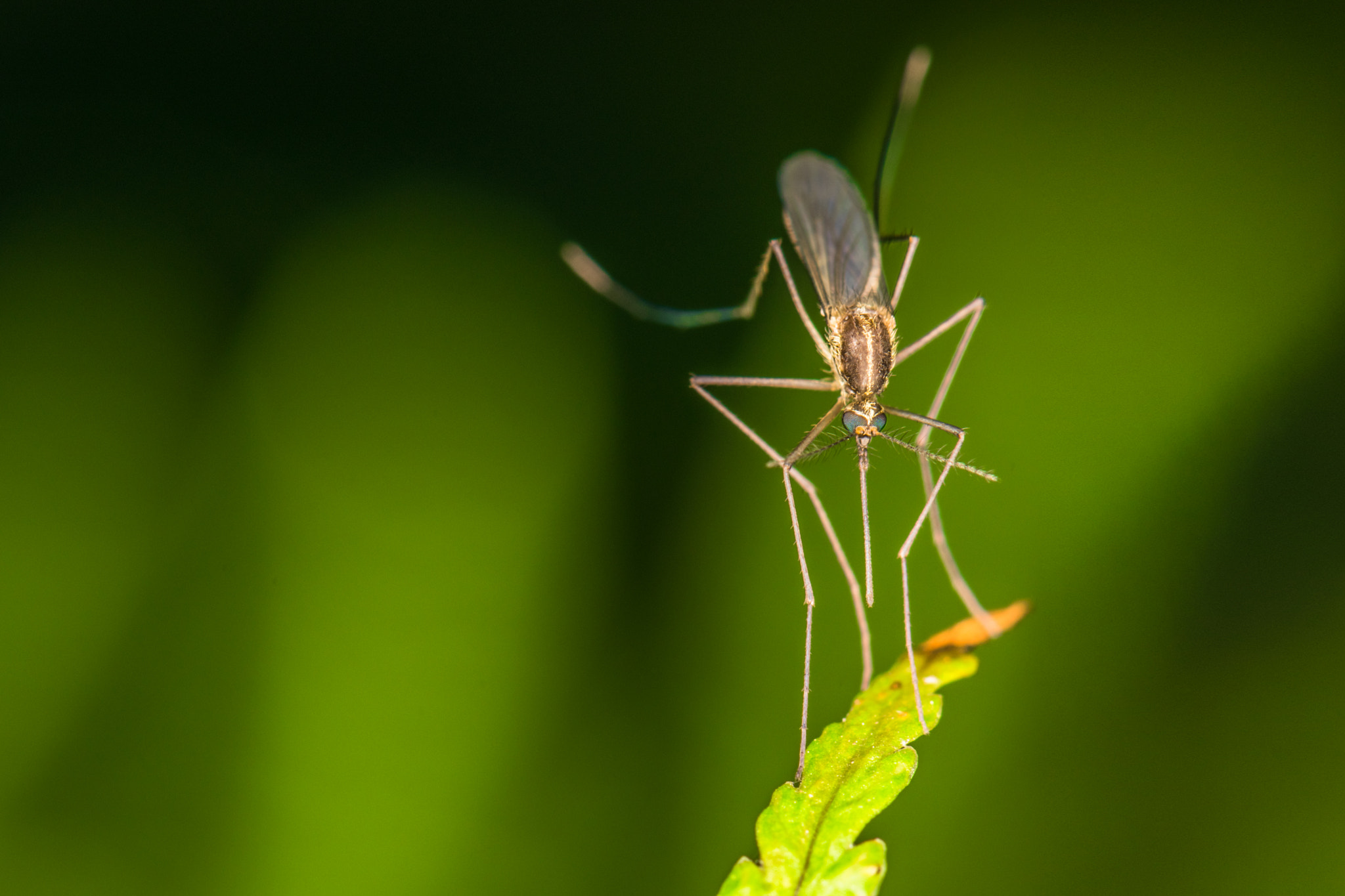 Nikon AF-S Micro-Nikkor 105mm F2.8G IF-ED VR sample photo. Ready for a meal photography