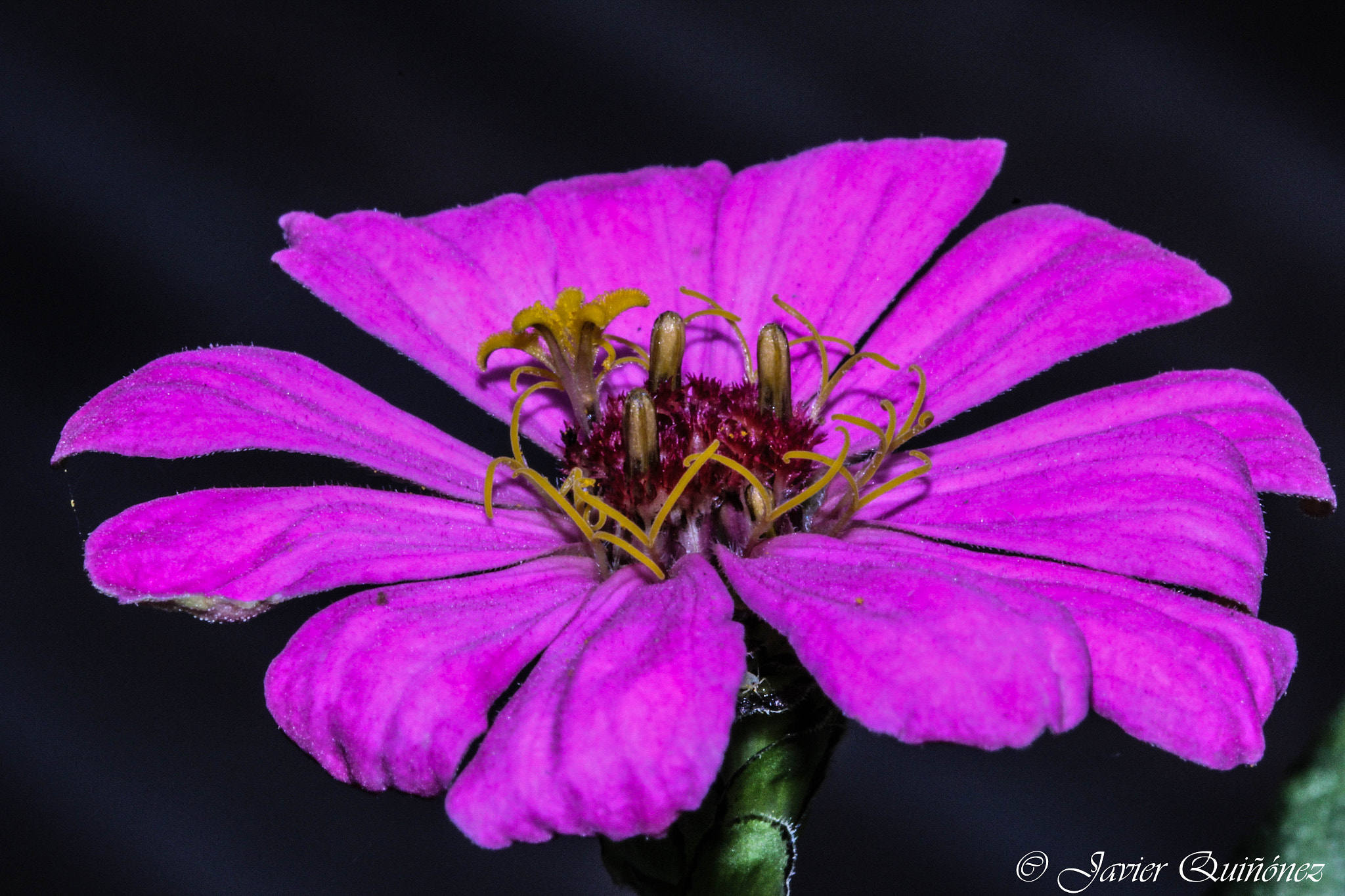 Canon EF 100mm F2.8 Macro USM sample photo. Lila photography