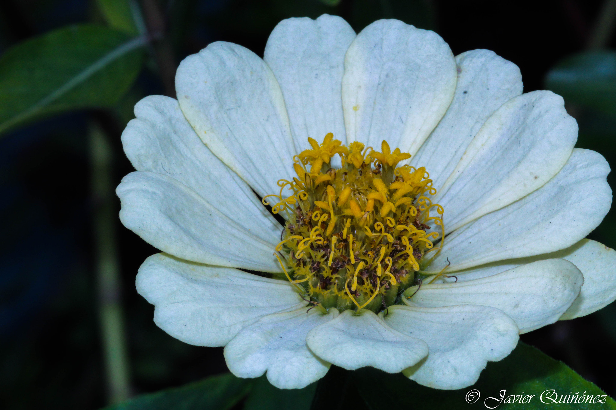 Canon EF 100mm F2.8 Macro USM sample photo. White photography