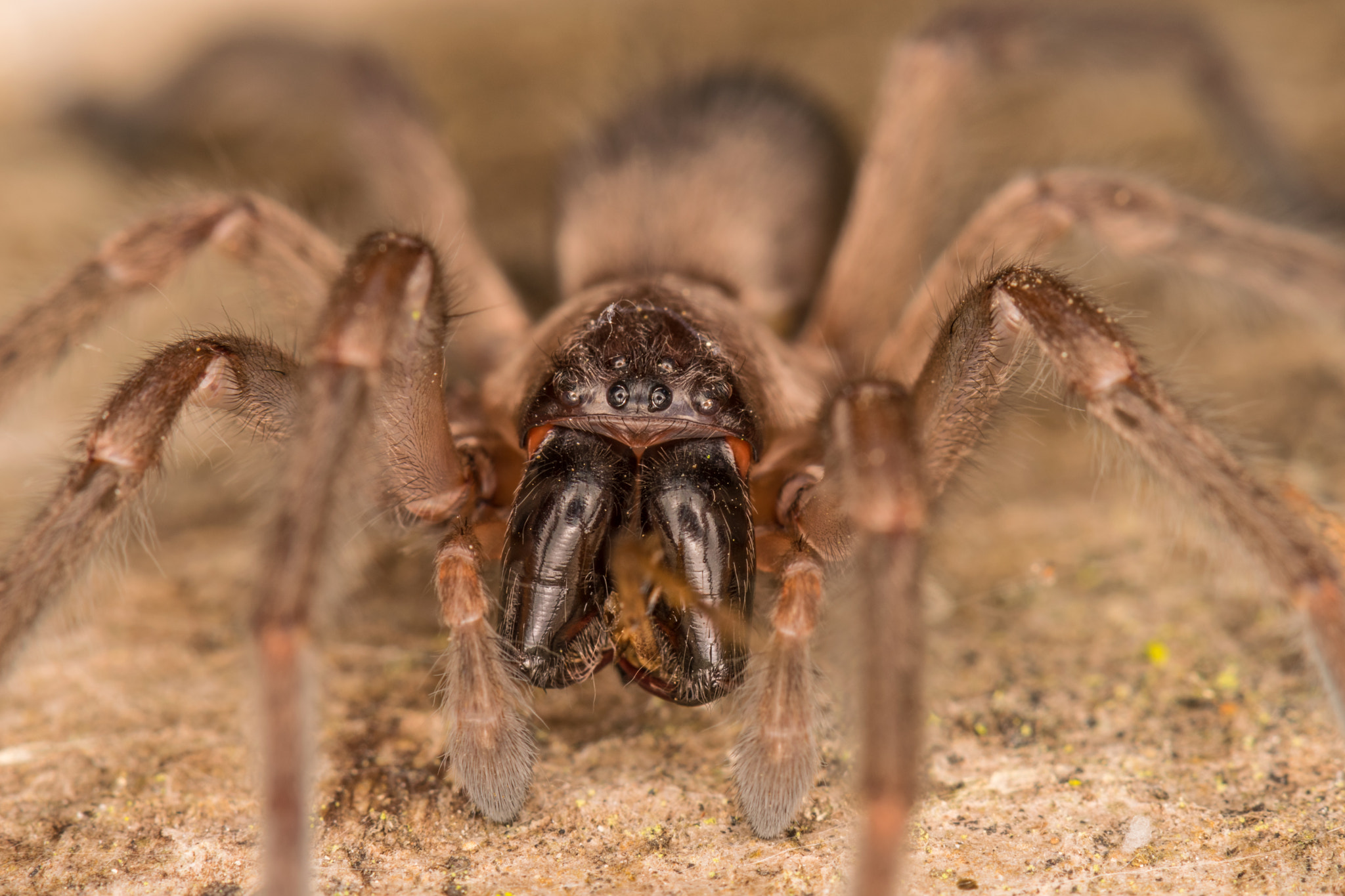 Nikon AF-S Micro-Nikkor 105mm F2.8G IF-ED VR sample photo. Spider portrait photography