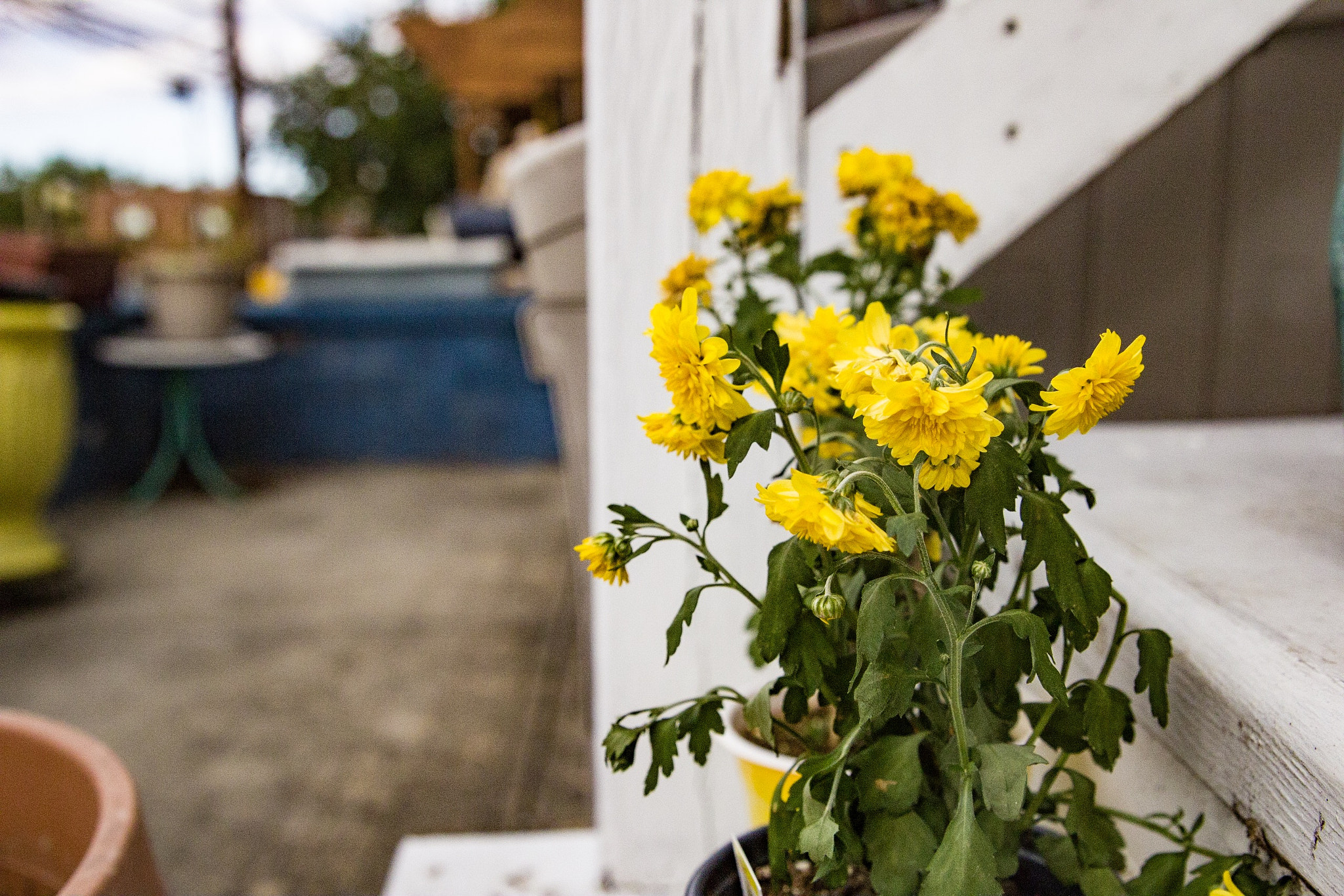 Canon EF 24-70mm F2.8L II USM sample photo. Bronx ny photography