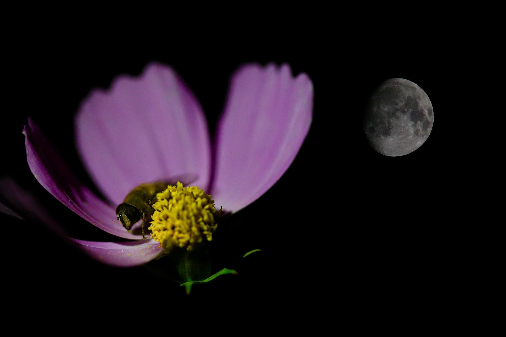 Canon EOS-1D X + Sigma 150mm f/2.8 EX DG OS HSM APO Macro sample photo. 月光下在只剩一半花朵里取暖的小蜜蜂 photography
