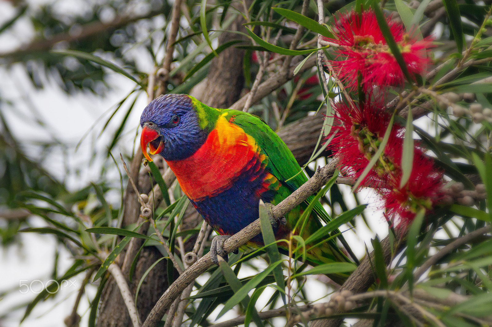 Sigma 150-600mm F5-6.3 DG OS HSM | C sample photo. Rainbow lorikeet on the bottlebrush photography