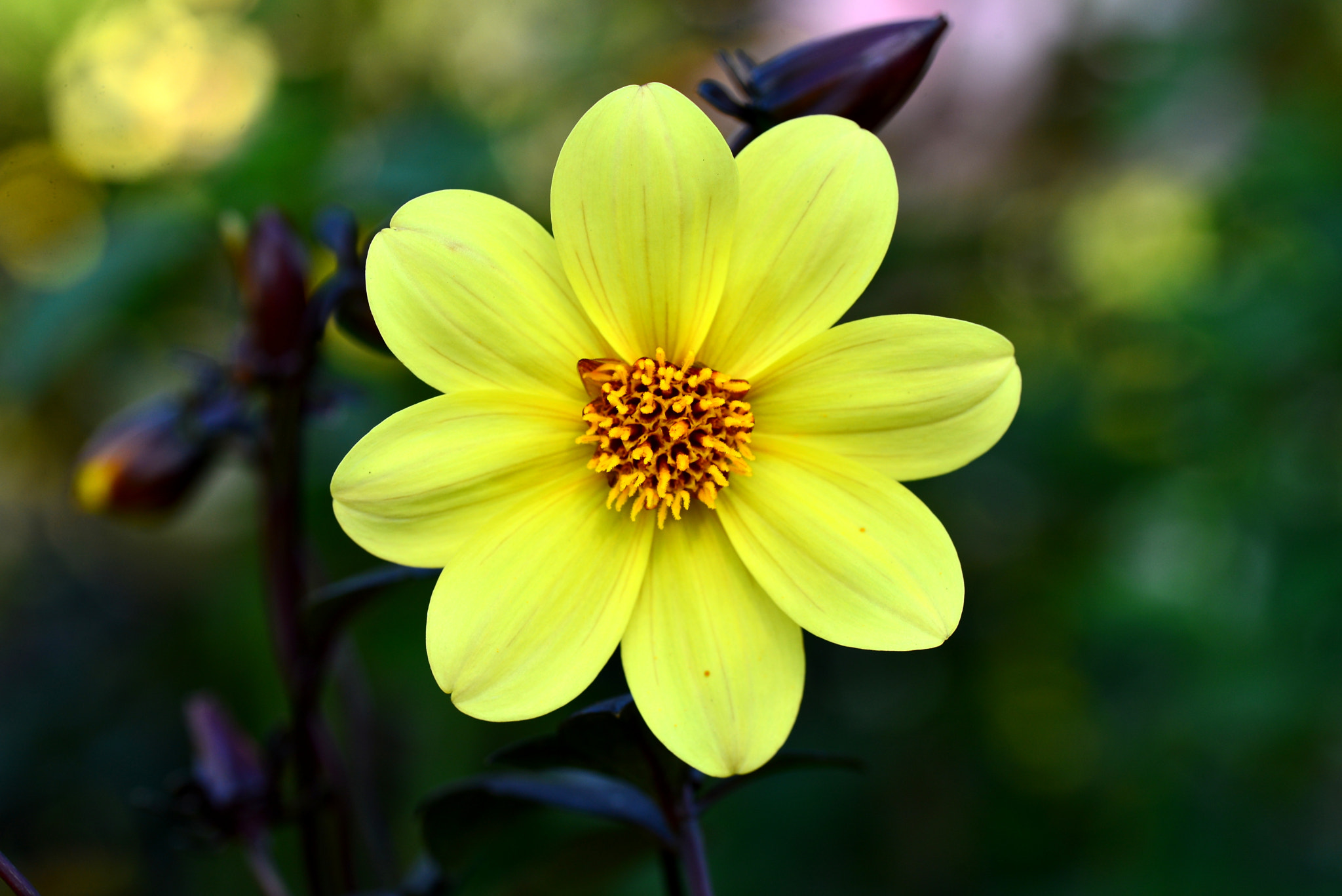 Nikon D600 sample photo. Dahlia of a black leaf. photography
