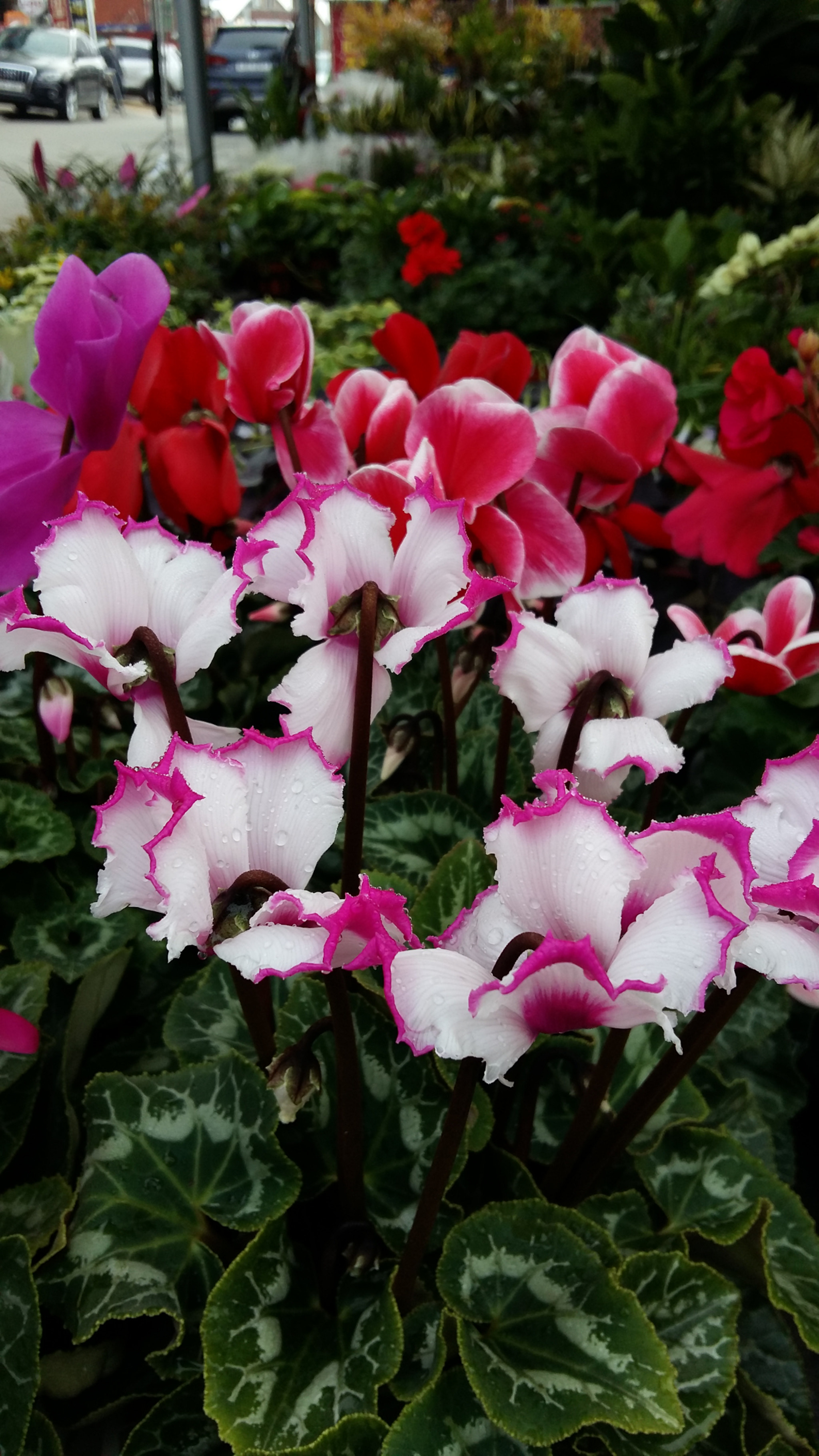 Samsung Galaxy Grand-Max sample photo
