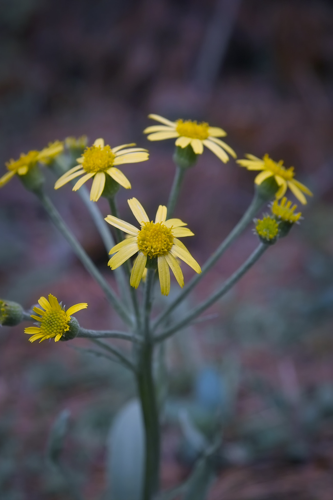 Sigma SD10 sample photo. Flowers photography