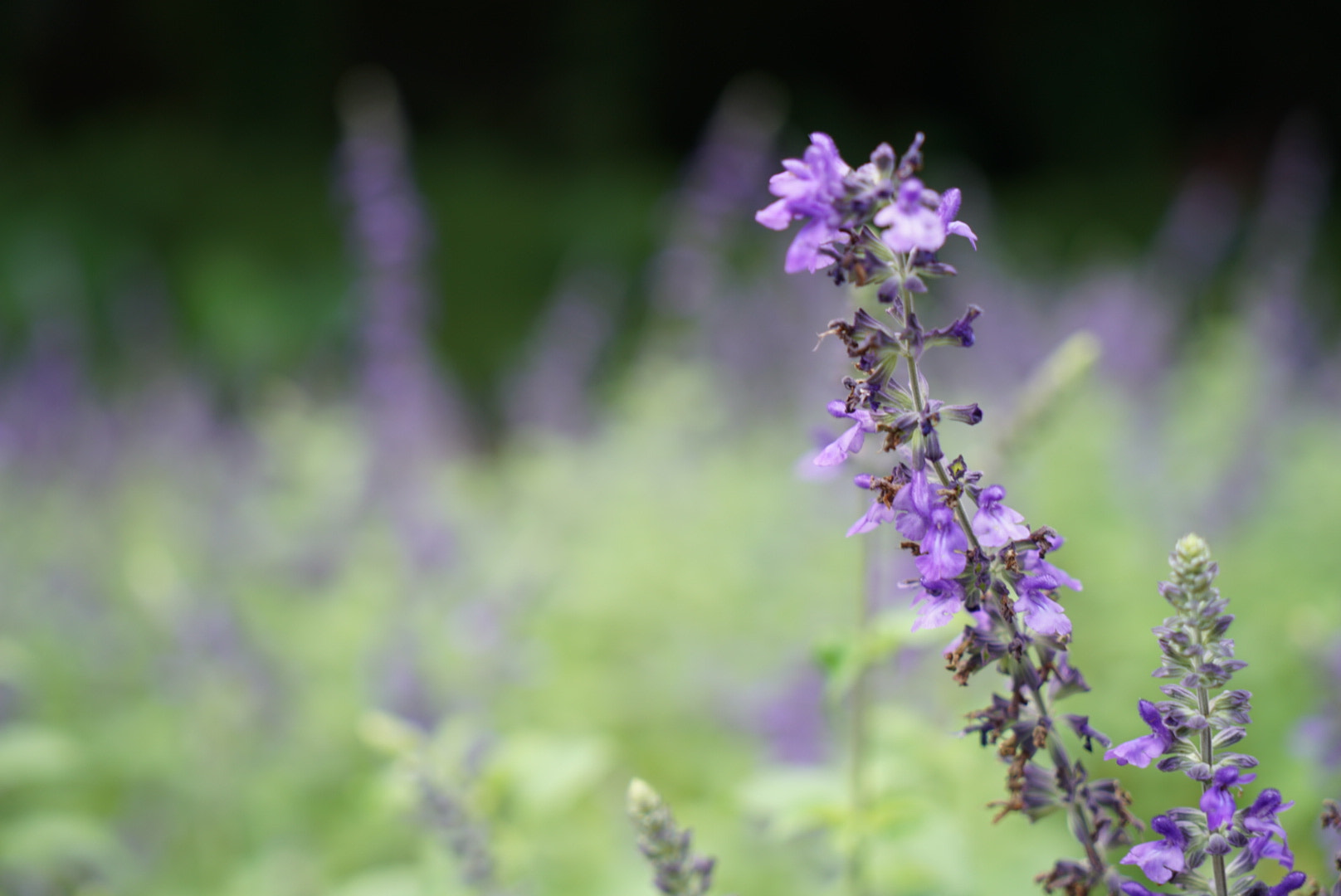 Sony a7 II + Sony Vario Tessar T* FE 24-70mm F4 ZA OSS sample photo