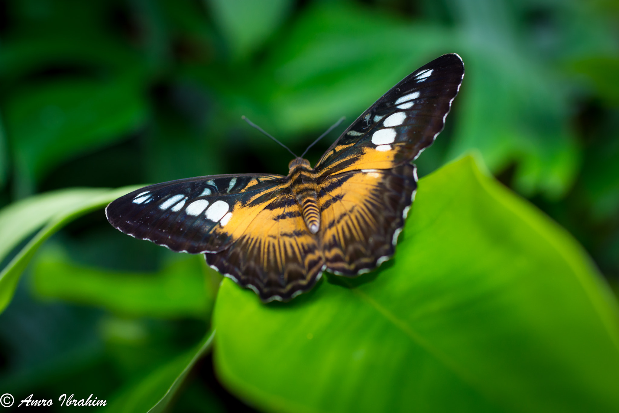 Nikon D7200 + Nikon AF-S Nikkor 35mm F1.8G ED sample photo. Sink in green photography