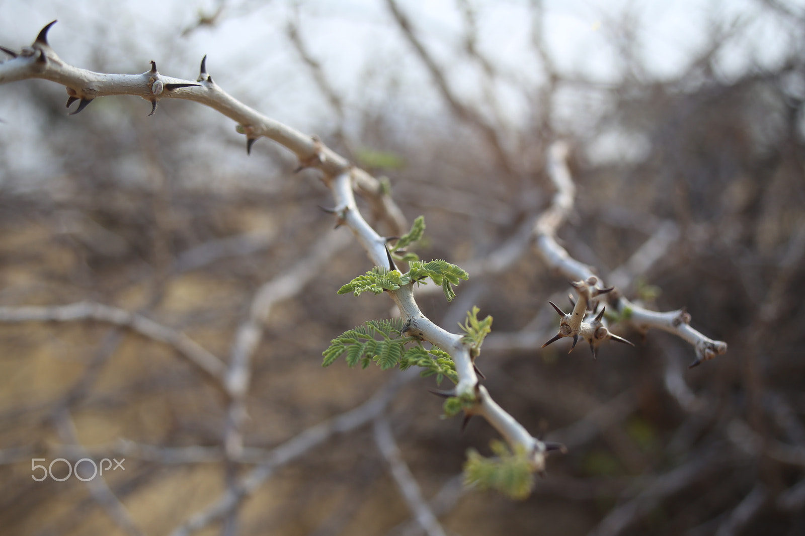 Canon EF 28-80mm f/3.5-5.6 USM IV sample photo. Acacia tree photography