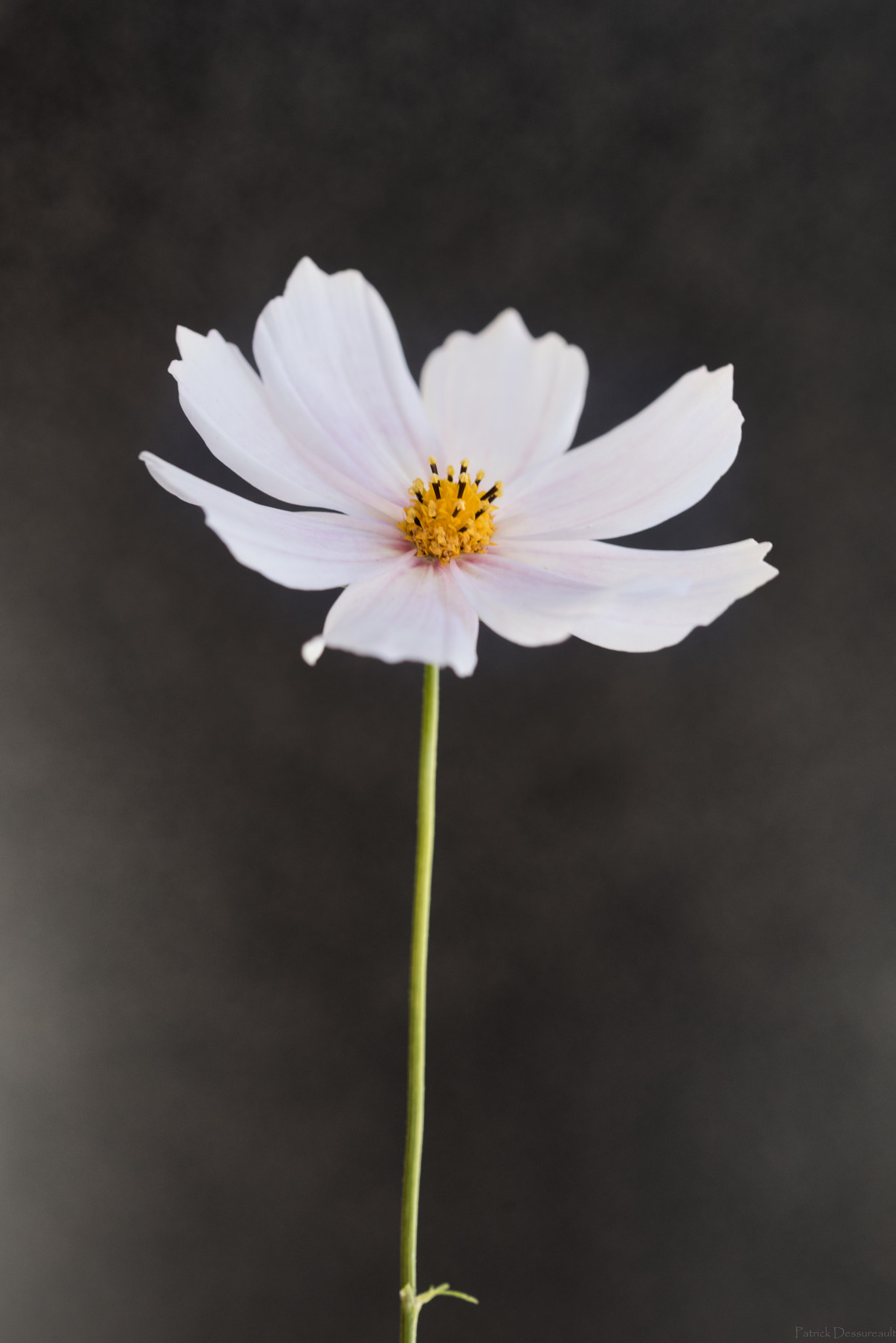 Sigma 105mm F2.8 EX DG OS HSM sample photo. Fleur sauvage brouillard photography