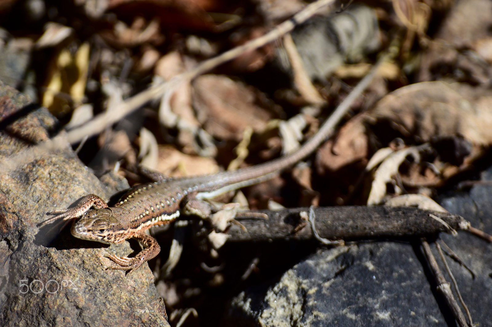 Sigma 70-300mm F4-5.6 APO DG Macro sample photo. The lizard photography