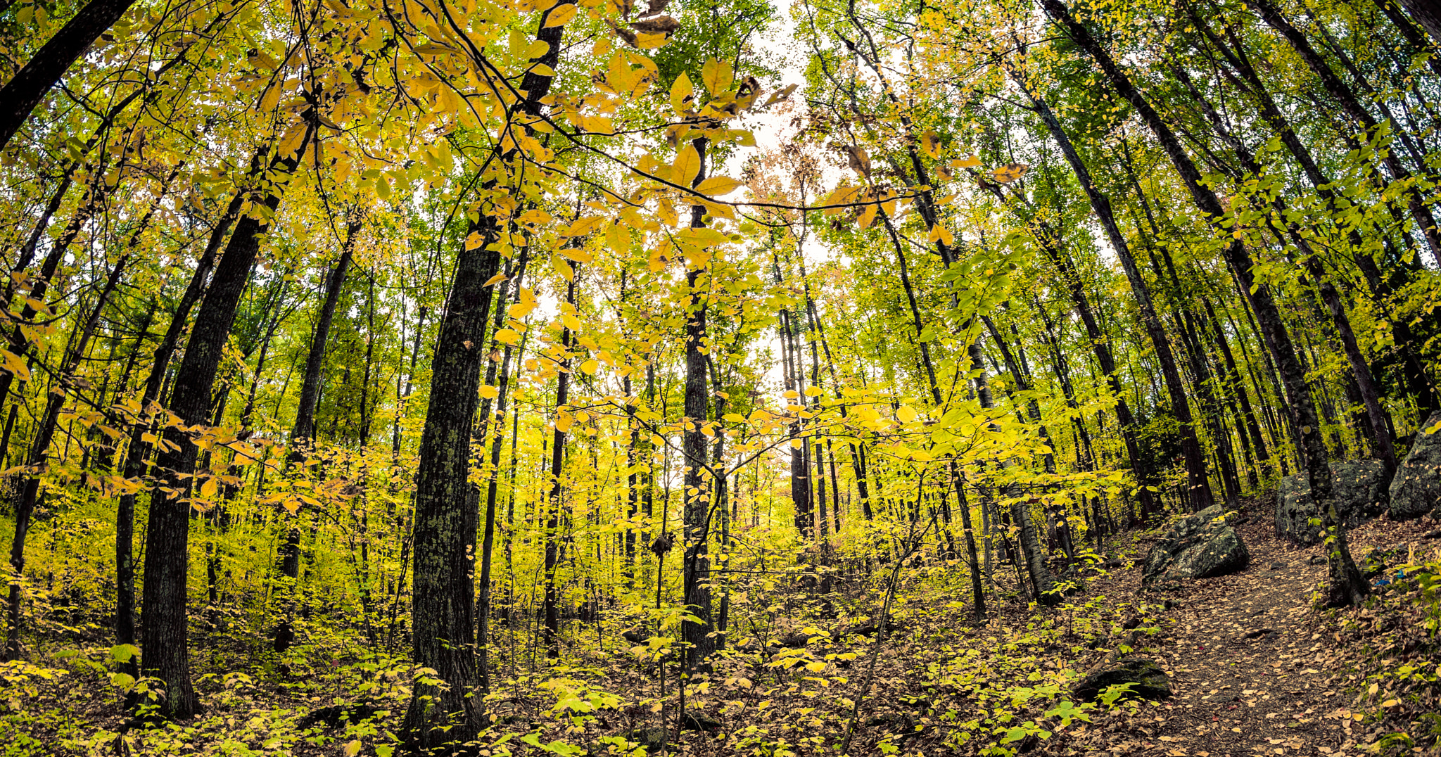 Nikon D750 + Samyang 12mm F2.8 ED AS NCS Fisheye sample photo. Yellow leaves at the american stonehenge photography