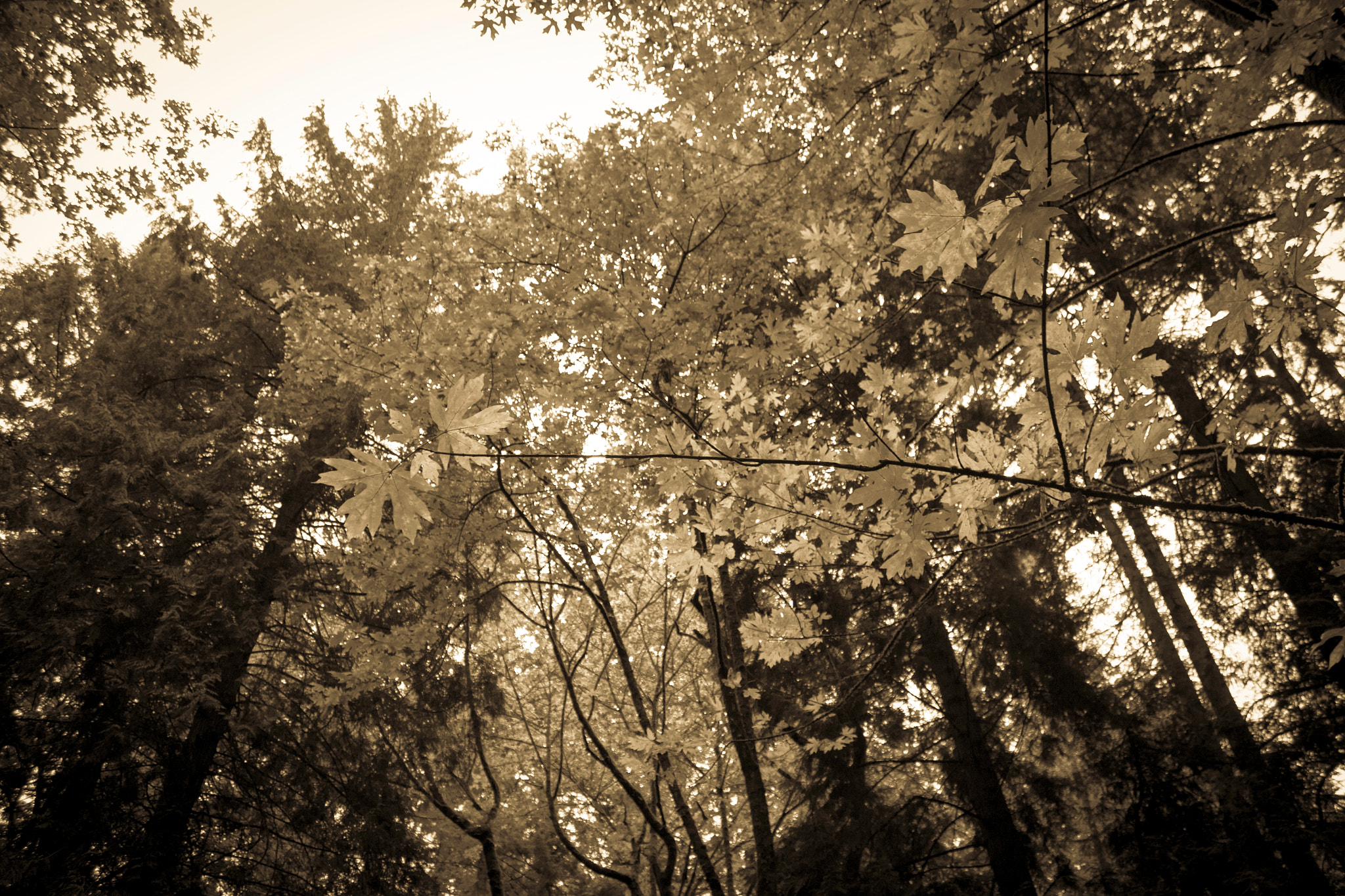 Canon EOS 700D (EOS Rebel T5i / EOS Kiss X7i) sample photo. Autunno! photography