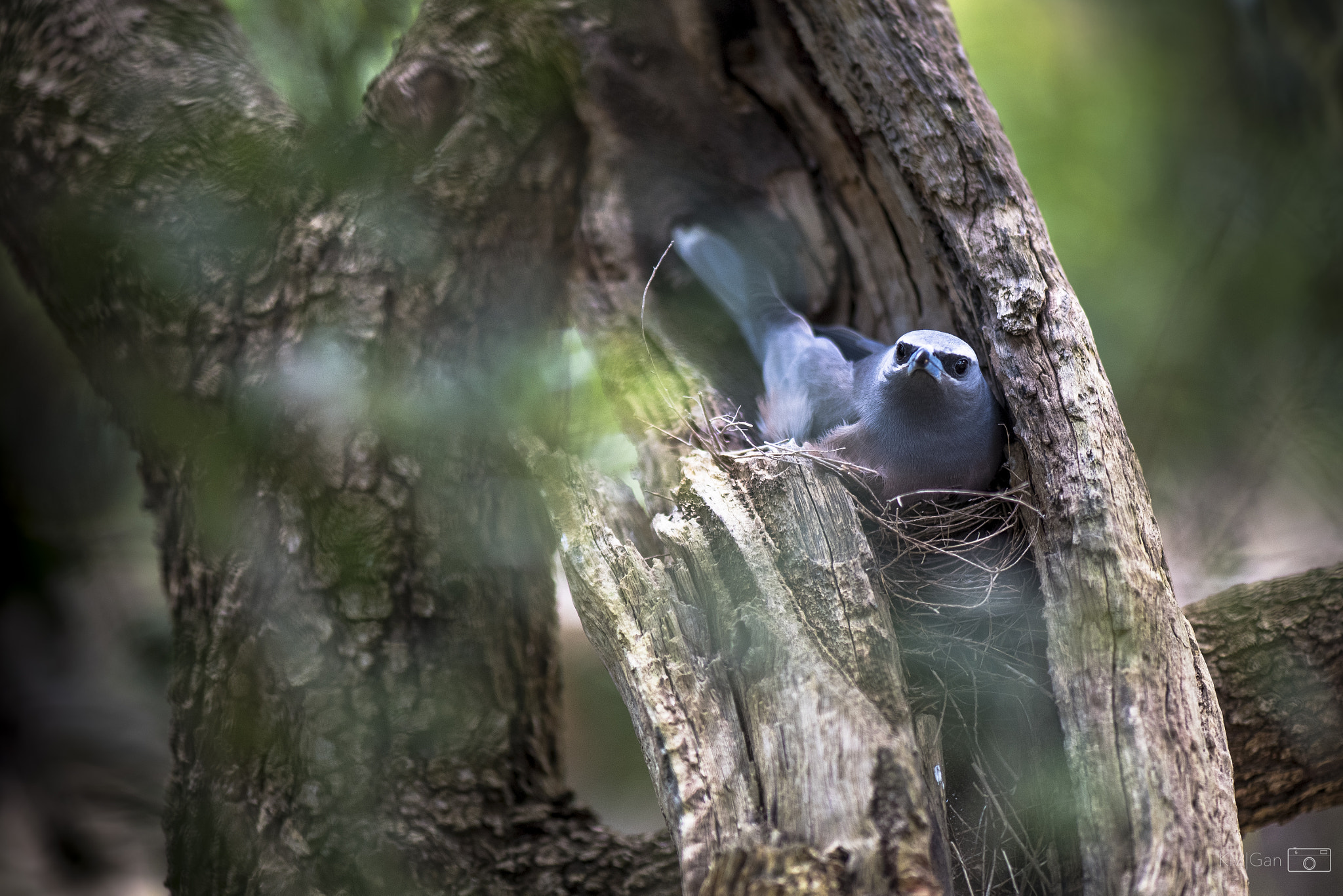 Nikon D5 sample photo. Hatching.. photography