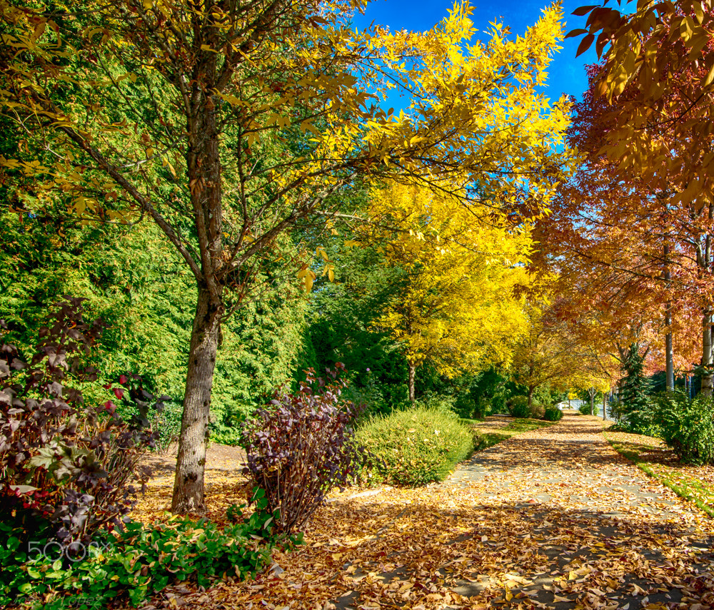 Tokina AT-X 16-28mm F2.8 Pro FX sample photo. Fall leaves photography