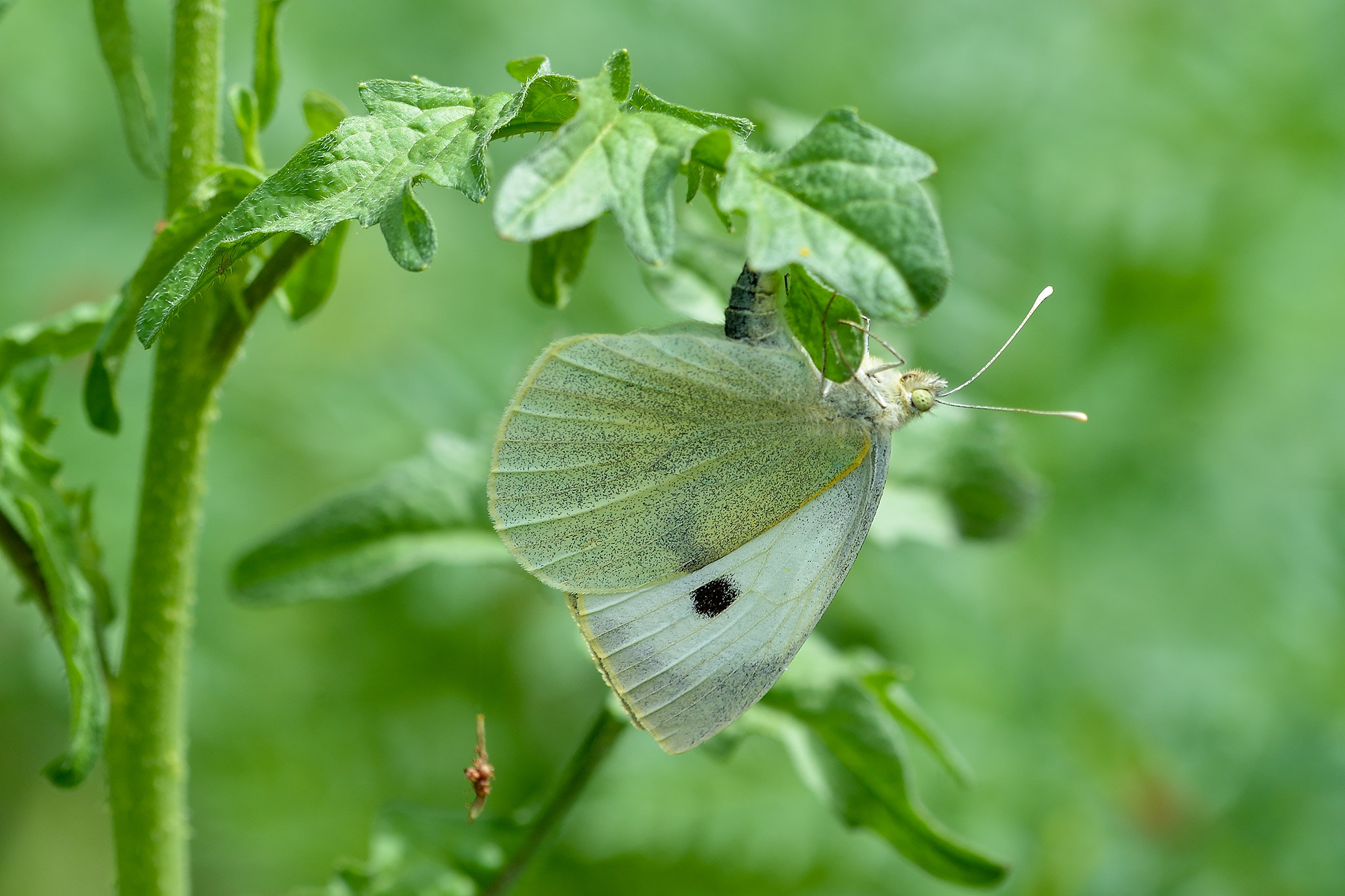 Nikon D600 sample photo. Mariposa de la col photography