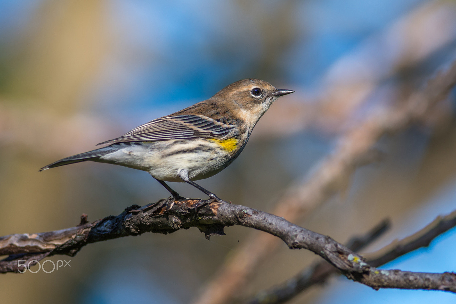 Nikon D800E + Nikon AF-S Nikkor 300mm F4D ED-IF sample photo. Yellow-rumped warbler photography