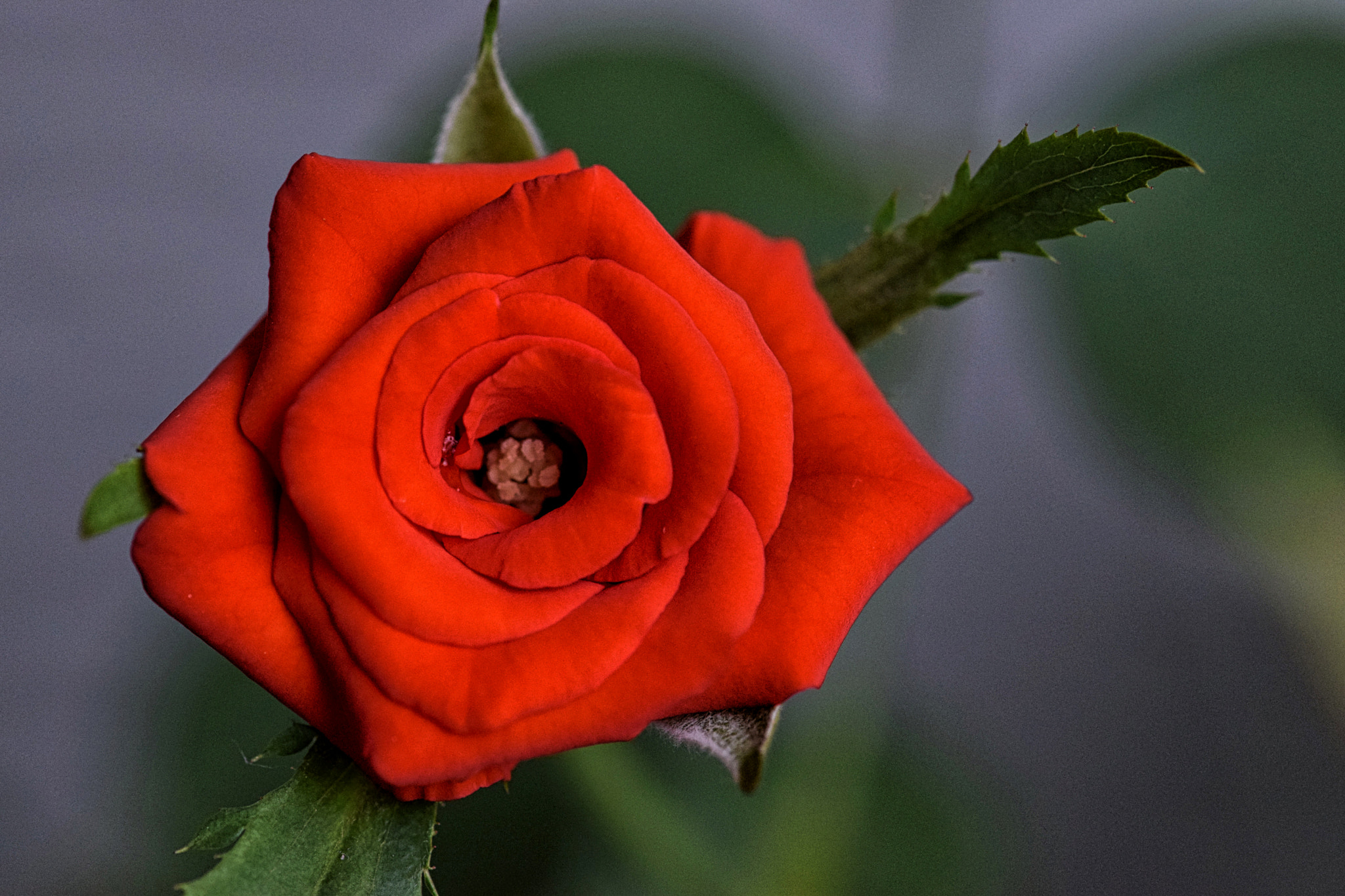 Nikon D5300 + Nikon AF-S Micro-Nikkor 105mm F2.8G IF-ED VR sample photo. Red rose with macphun photography