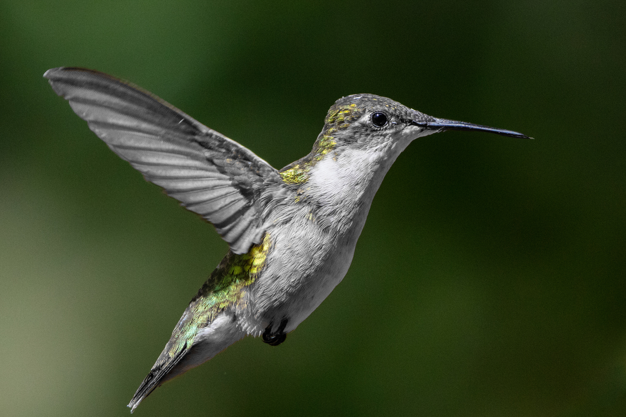 Canon EF 200-400mm F4L IS USM Extender 1.4x sample photo. Ruby-throated hummingbird photography