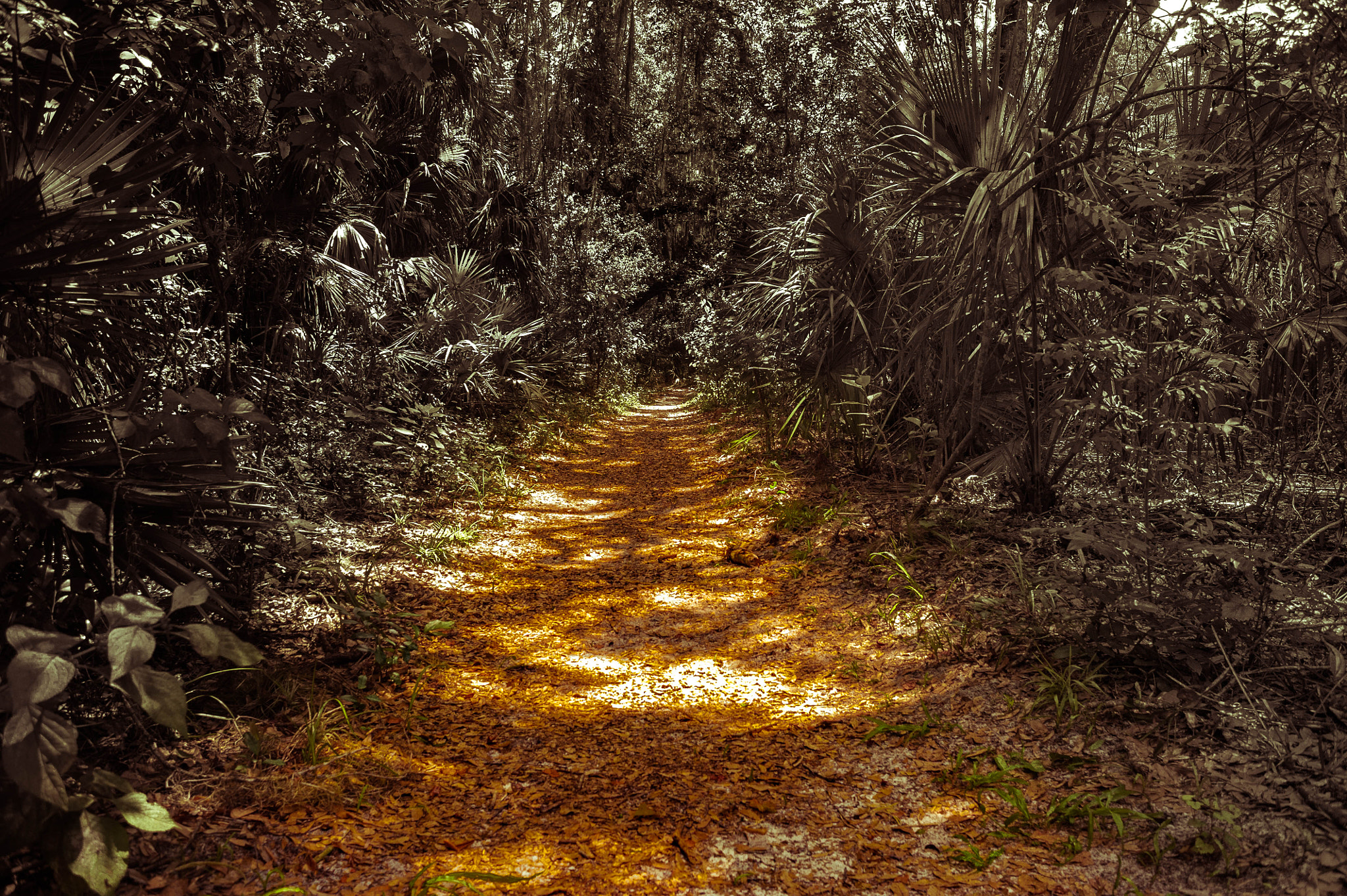 AF Nikkor 28mm f/2.8 sample photo. Finding my way photography