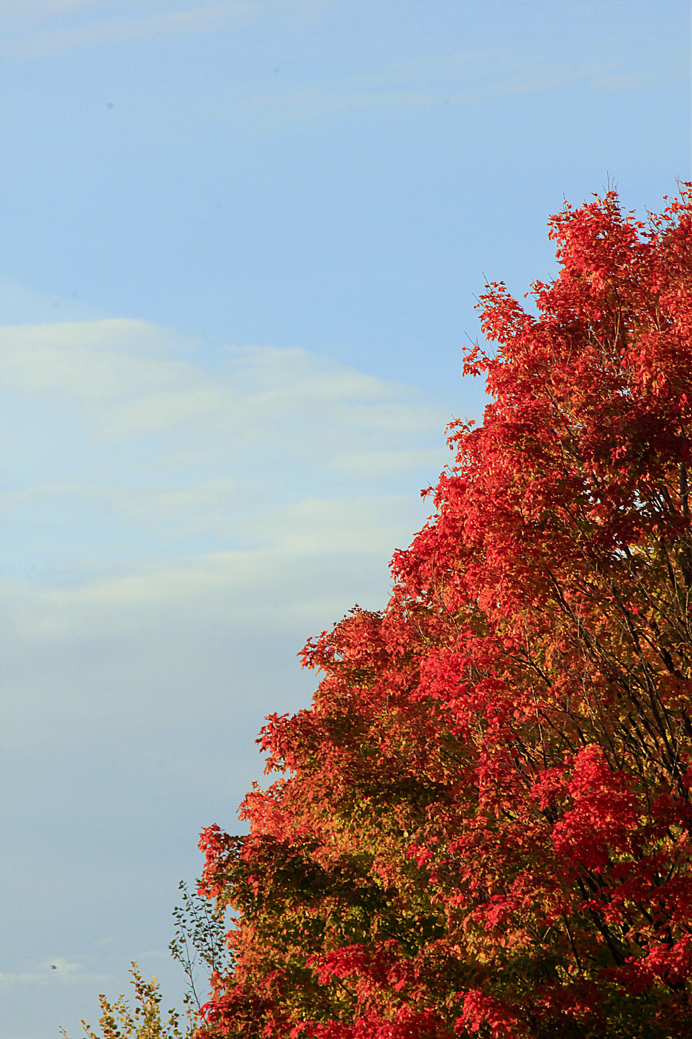 Canon EF-S 55-250mm F4-5.6 IS II sample photo. Fall is half gone... photography