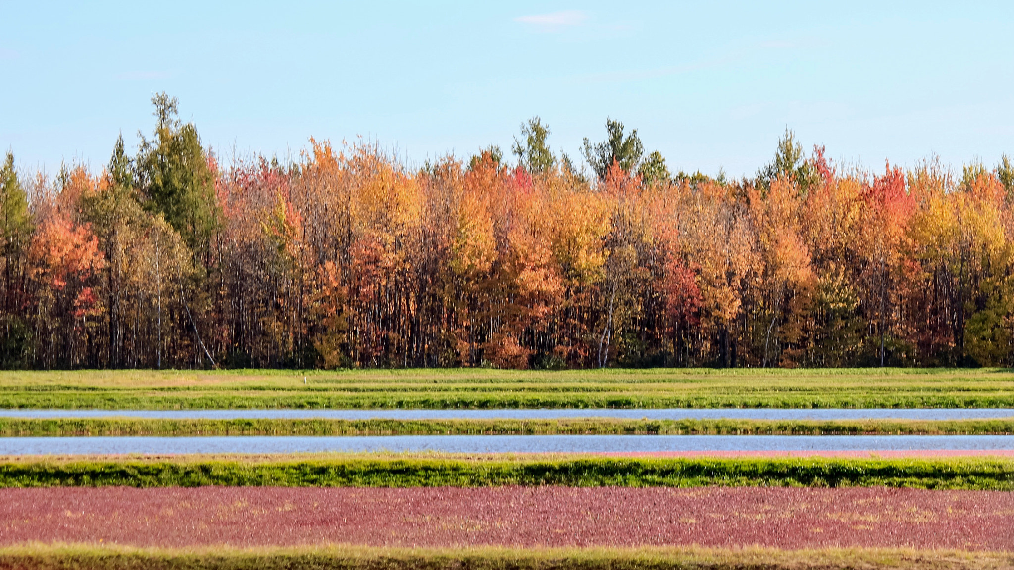 Canon EF-S 55-250mm F4-5.6 IS II sample photo. Cranberry field photography