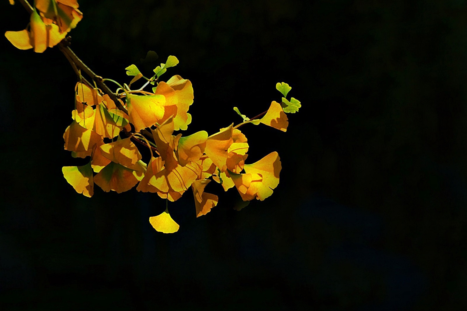 Canon EOS 750D (EOS Rebel T6i / EOS Kiss X8i) sample photo. Yellow leaves photography
