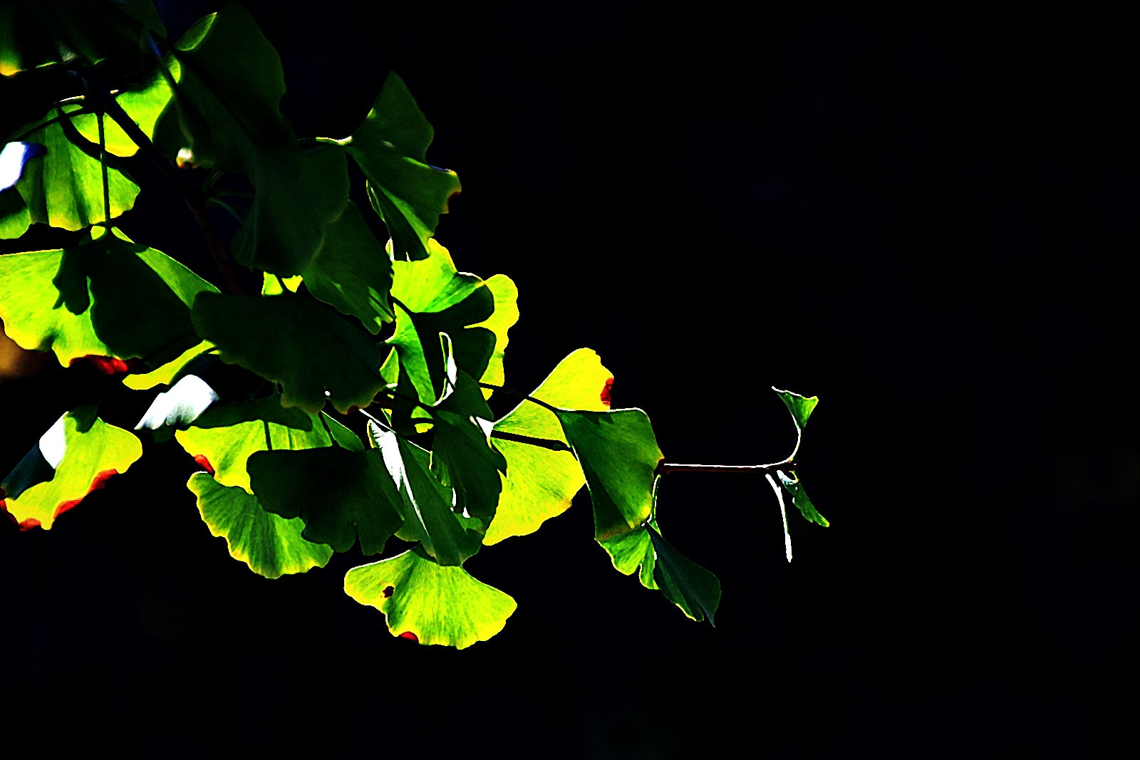 Canon EOS 750D (EOS Rebel T6i / EOS Kiss X8i) sample photo. Green leaves photography