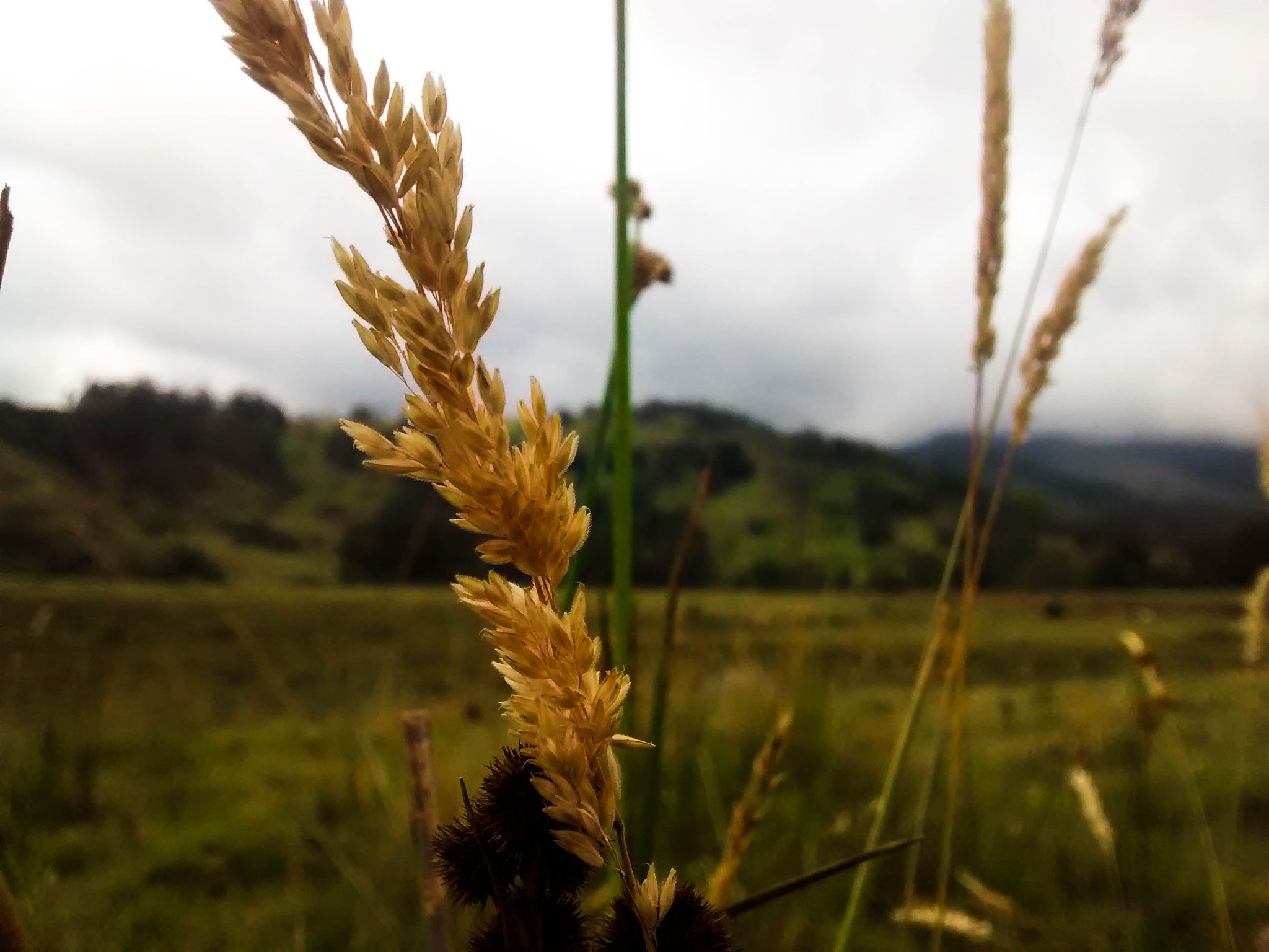 Motorola Moto G with 4G LTE (1st Gen) sample photo. Not is wheat photography