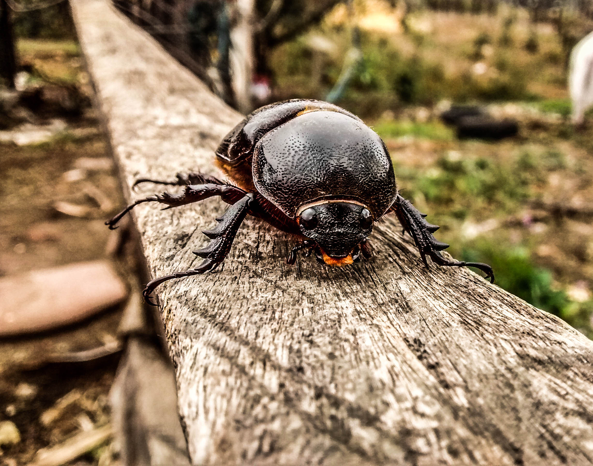 Motorola Moto G with 4G LTE (1st Gen) sample photo. The beetle photography