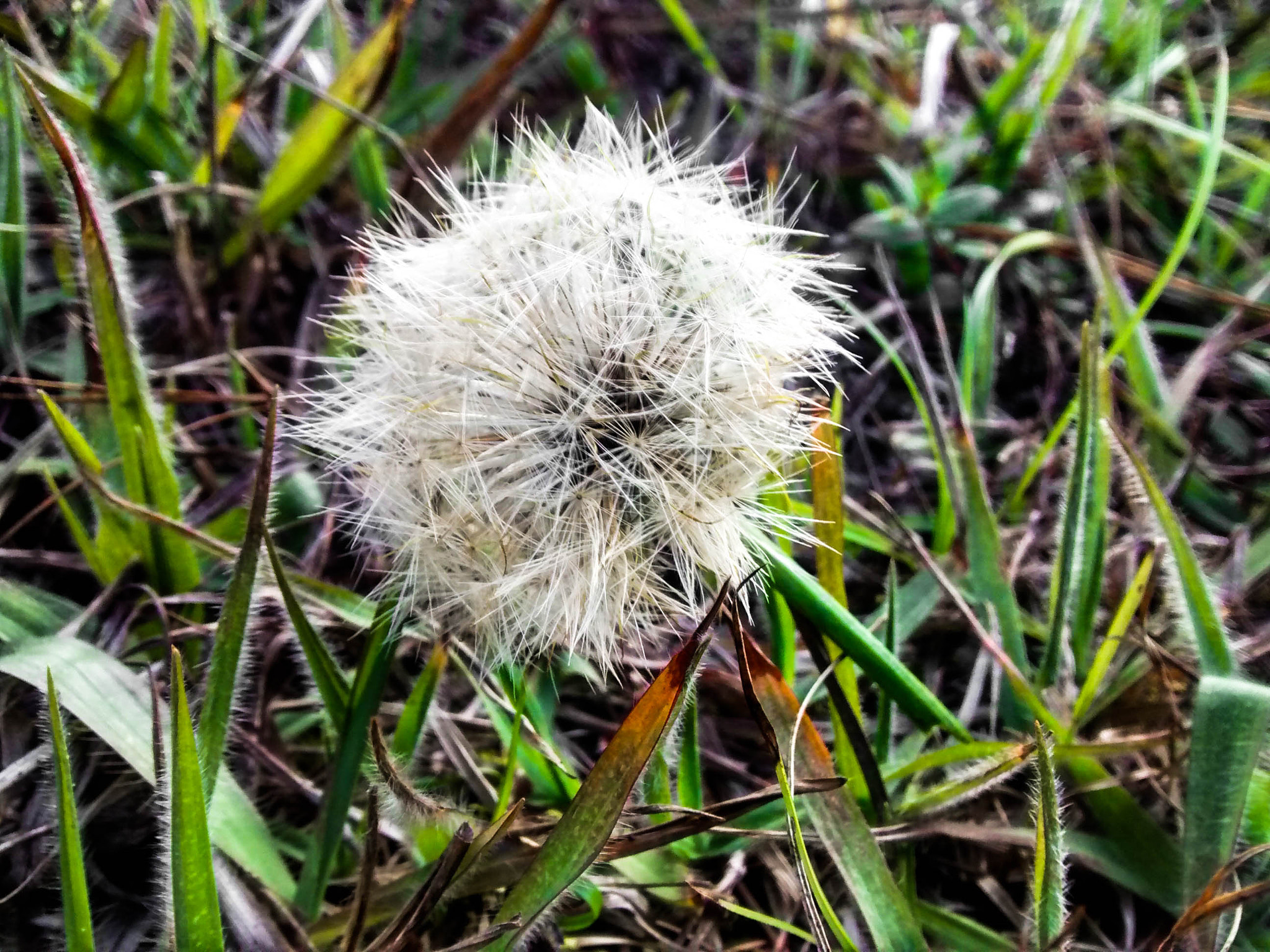 Motorola Moto G with 4G LTE (1st Gen) sample photo. Dandelion photography