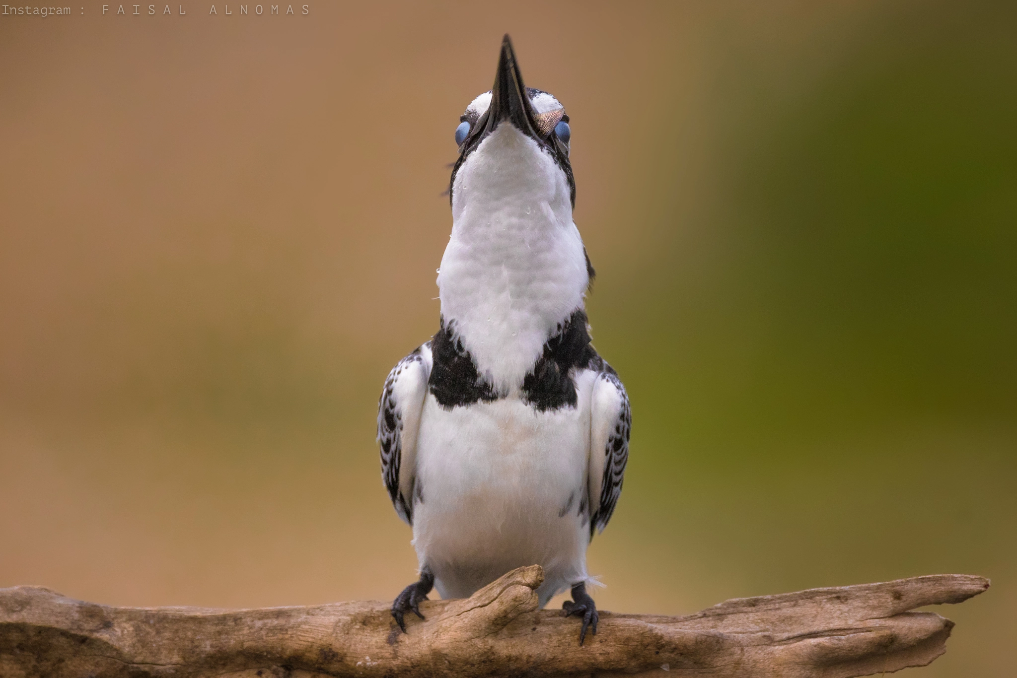 Canon EOS 7D Mark II + Canon EF 800mm F5.6L IS USM sample photo. Stuck on my throat photography