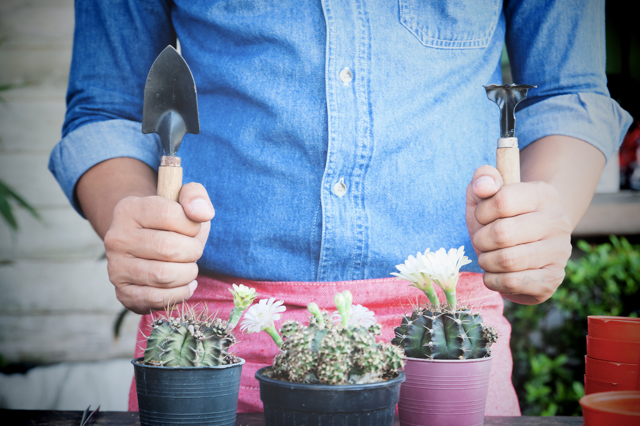 Canon EOS 500D (EOS Rebel T1i / EOS Kiss X3) sample photo. Man in jeans shirt holding garden tools, gardening cactus in pot photography