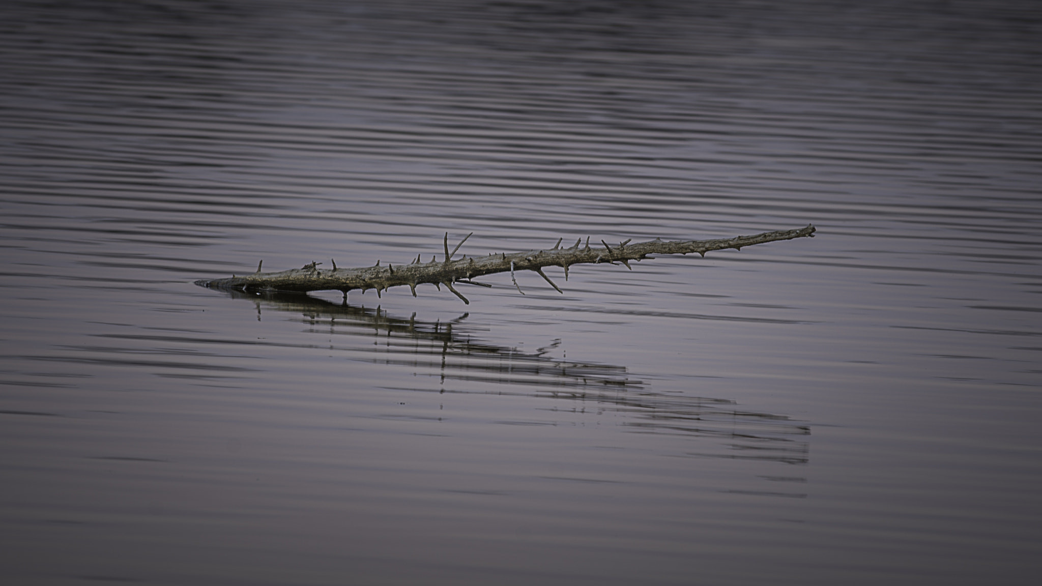 Nikon D600 sample photo. Peace photography