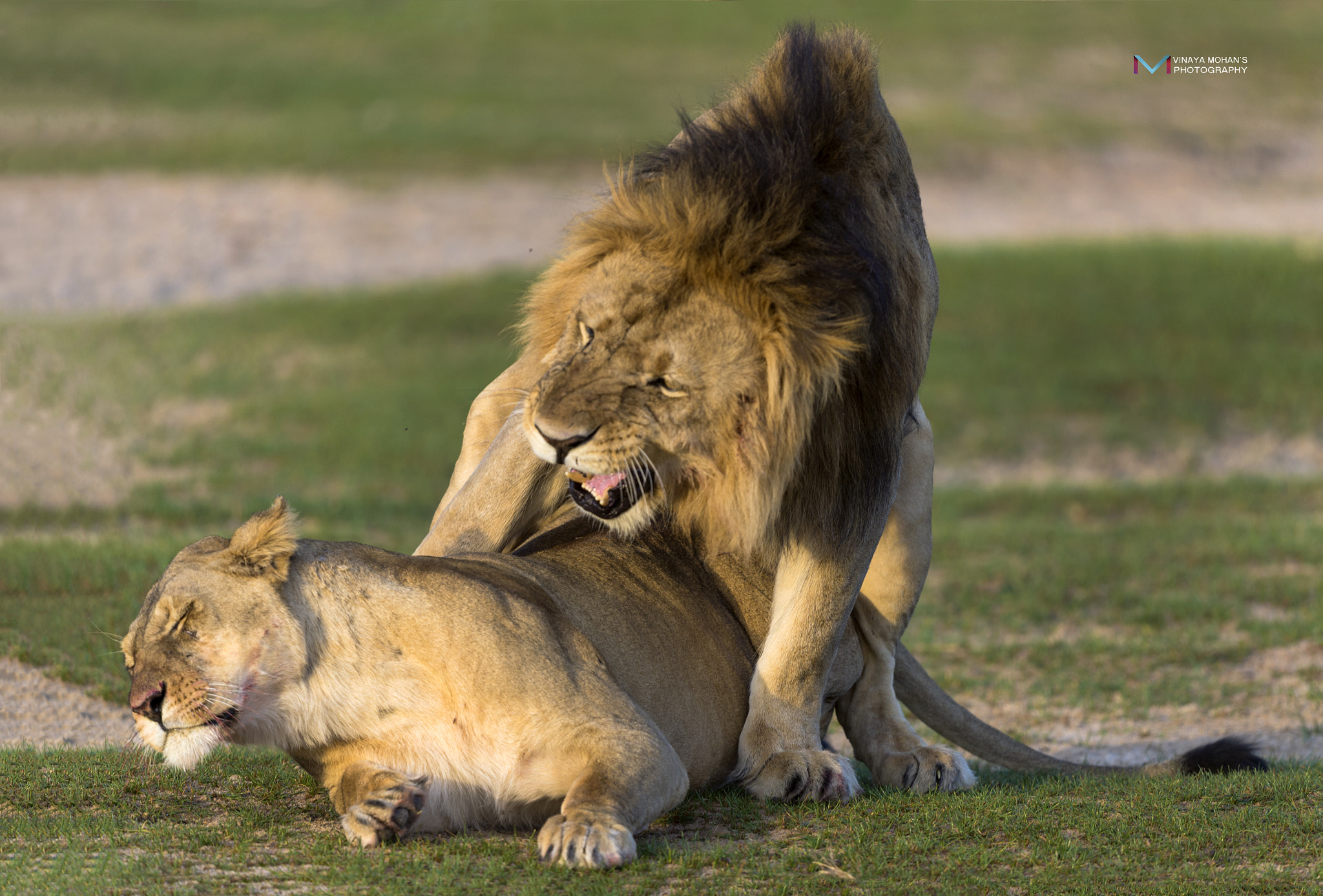 Nikon D4S + Nikon AF-S Nikkor 500mm F4G ED VR sample photo. Feelings.... photography