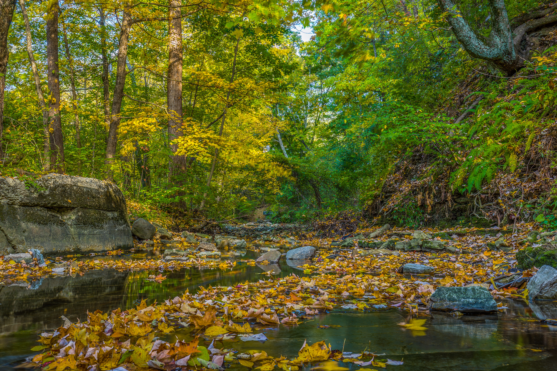 Canon EOS 6D + Canon EF 16-35mm F4L IS USM sample photo. Forest photography