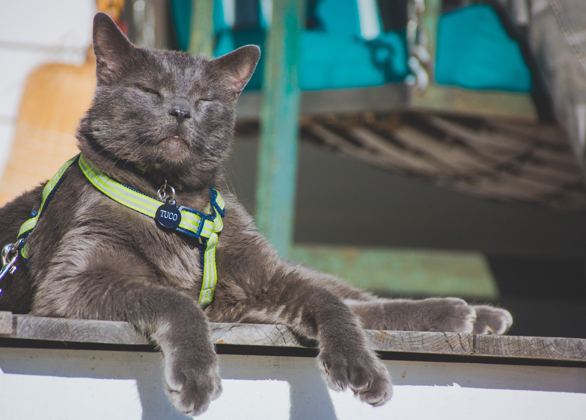 Sony SLT-A65 (SLT-A65V) + Sigma 18-250mm F3.5-6.3 DC OS HSM sample photo. Tuco basks in the sun photography