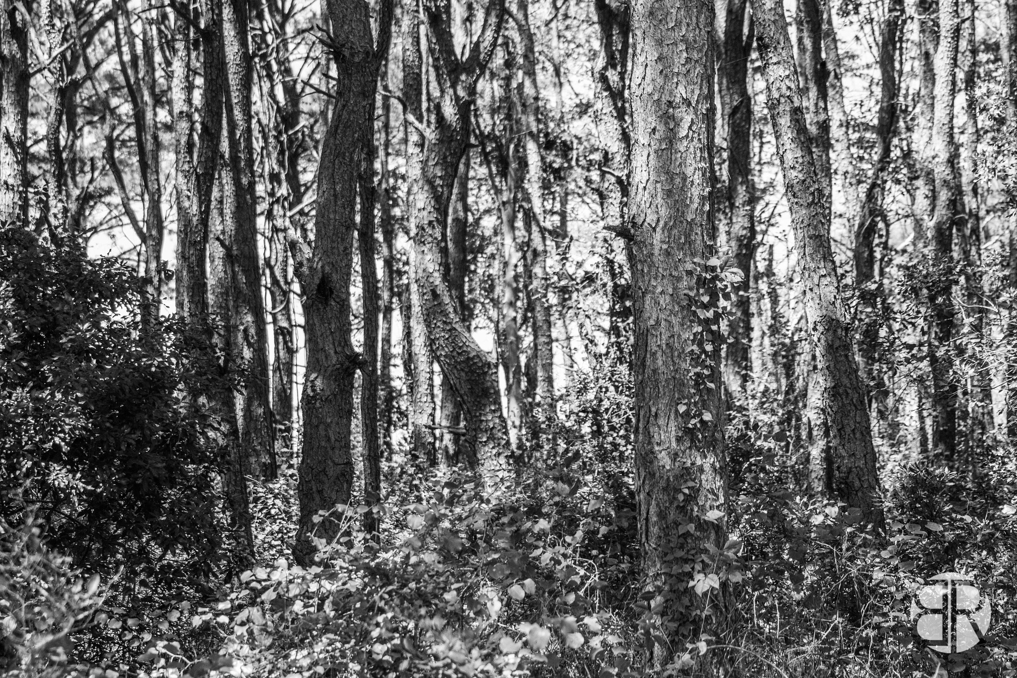 Canon EOS 7D + Sigma 70-300mm F4-5.6 APO DG Macro sample photo. Assateague forest photography