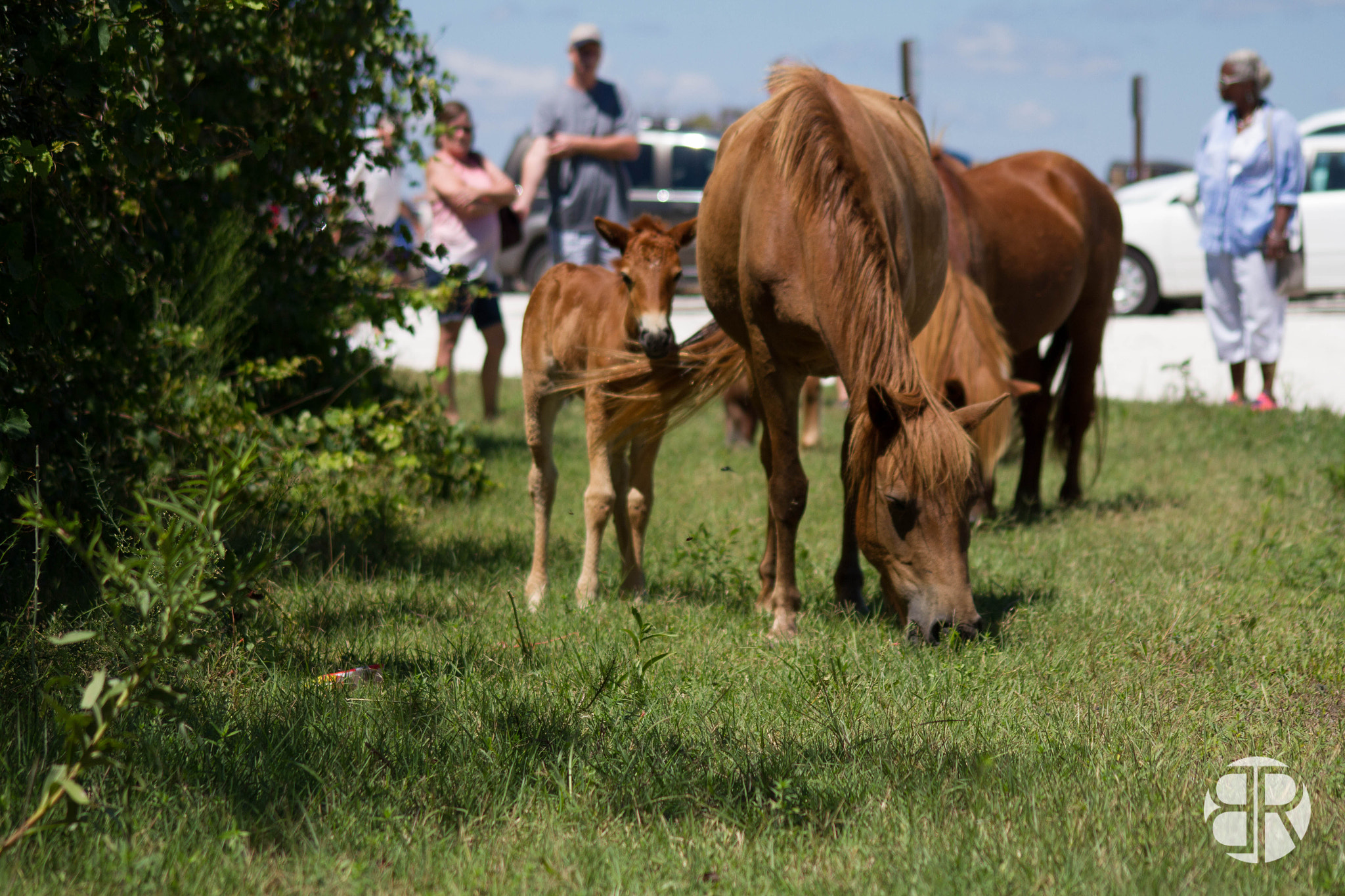 Sigma 70-300mm F4-5.6 APO DG Macro sample photo. Assateague horses photography