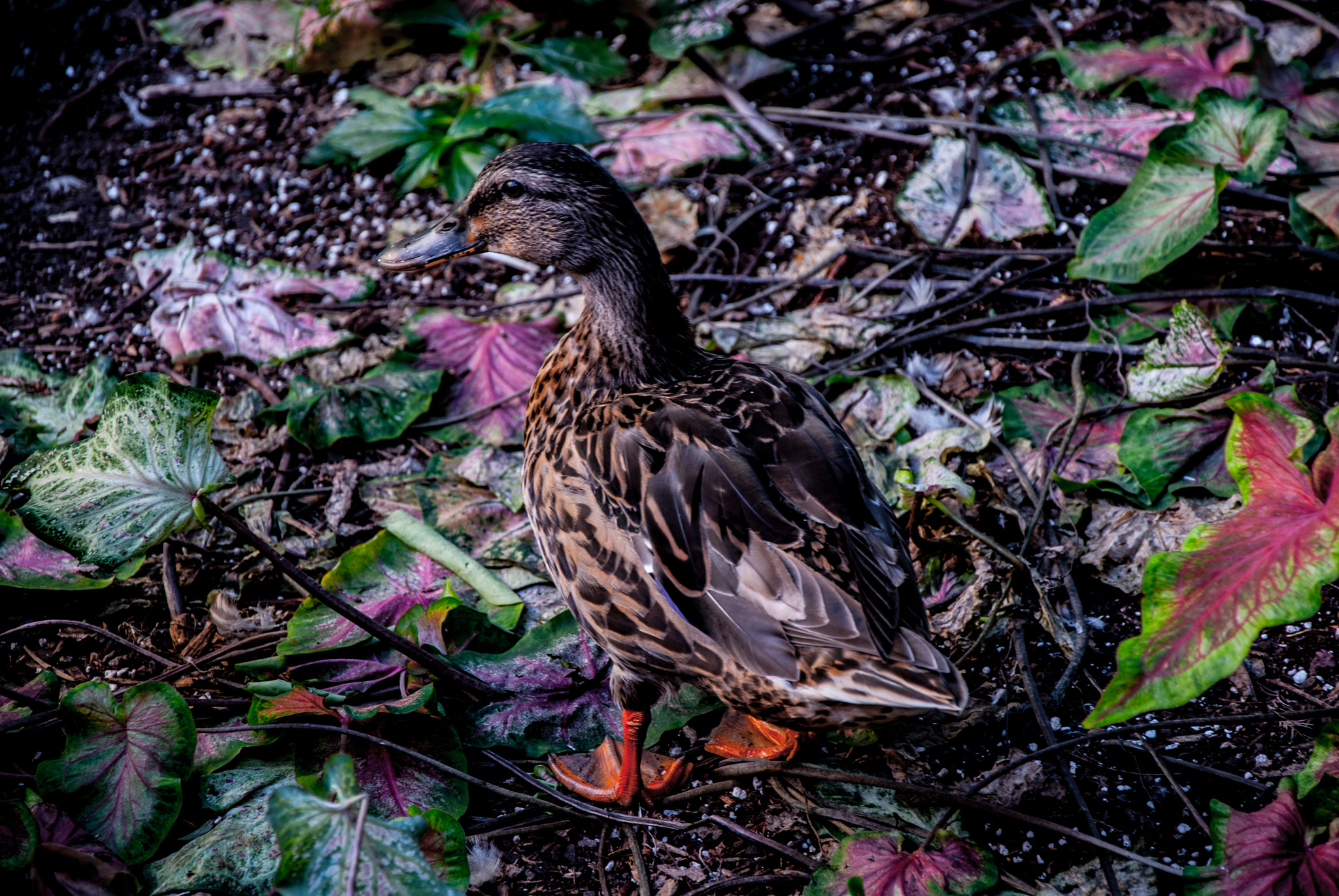 Nikon D200 sample photo. Texas adventures in san antonio photography