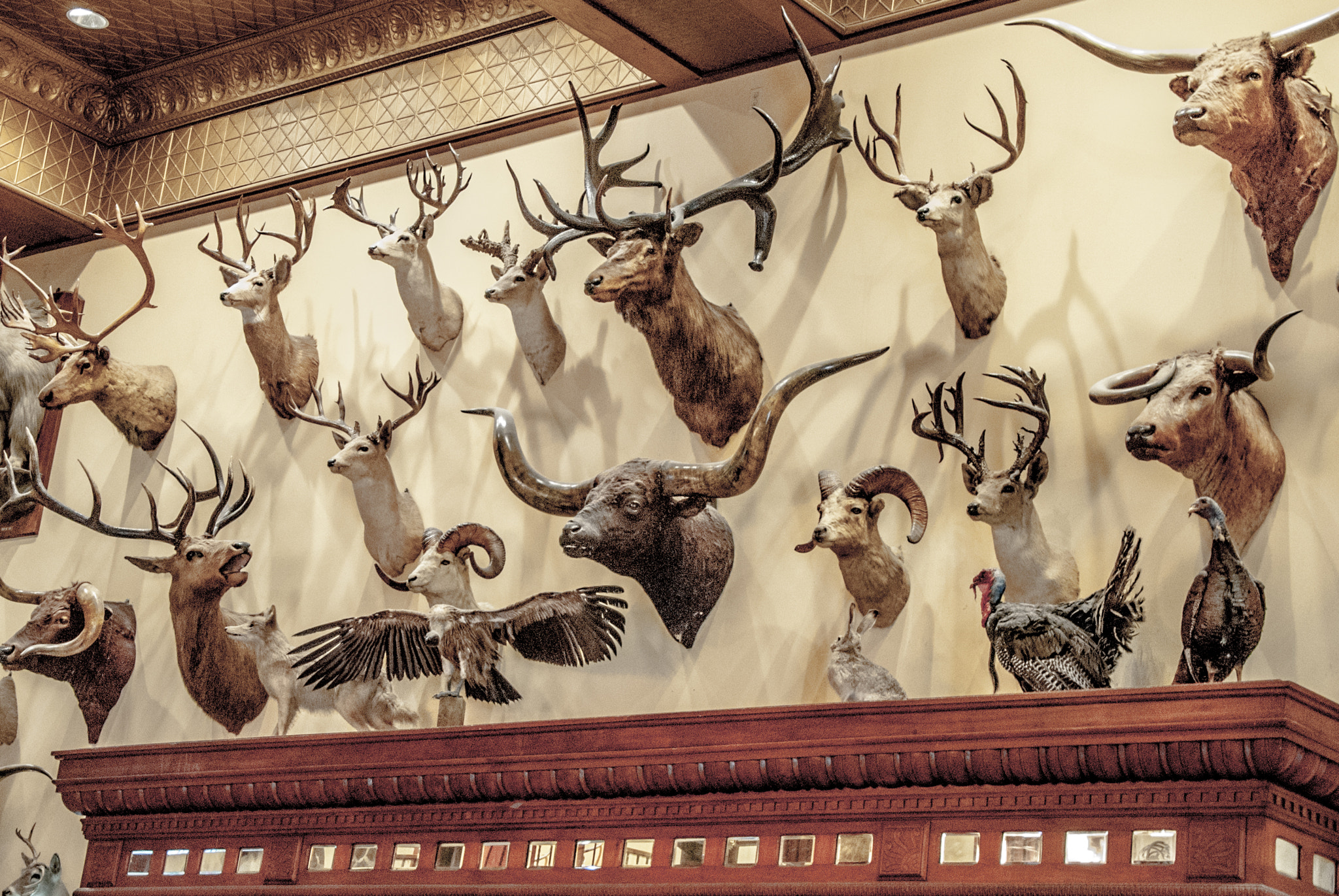 Nikon D200 sample photo. Texas adventures in san antonio photography