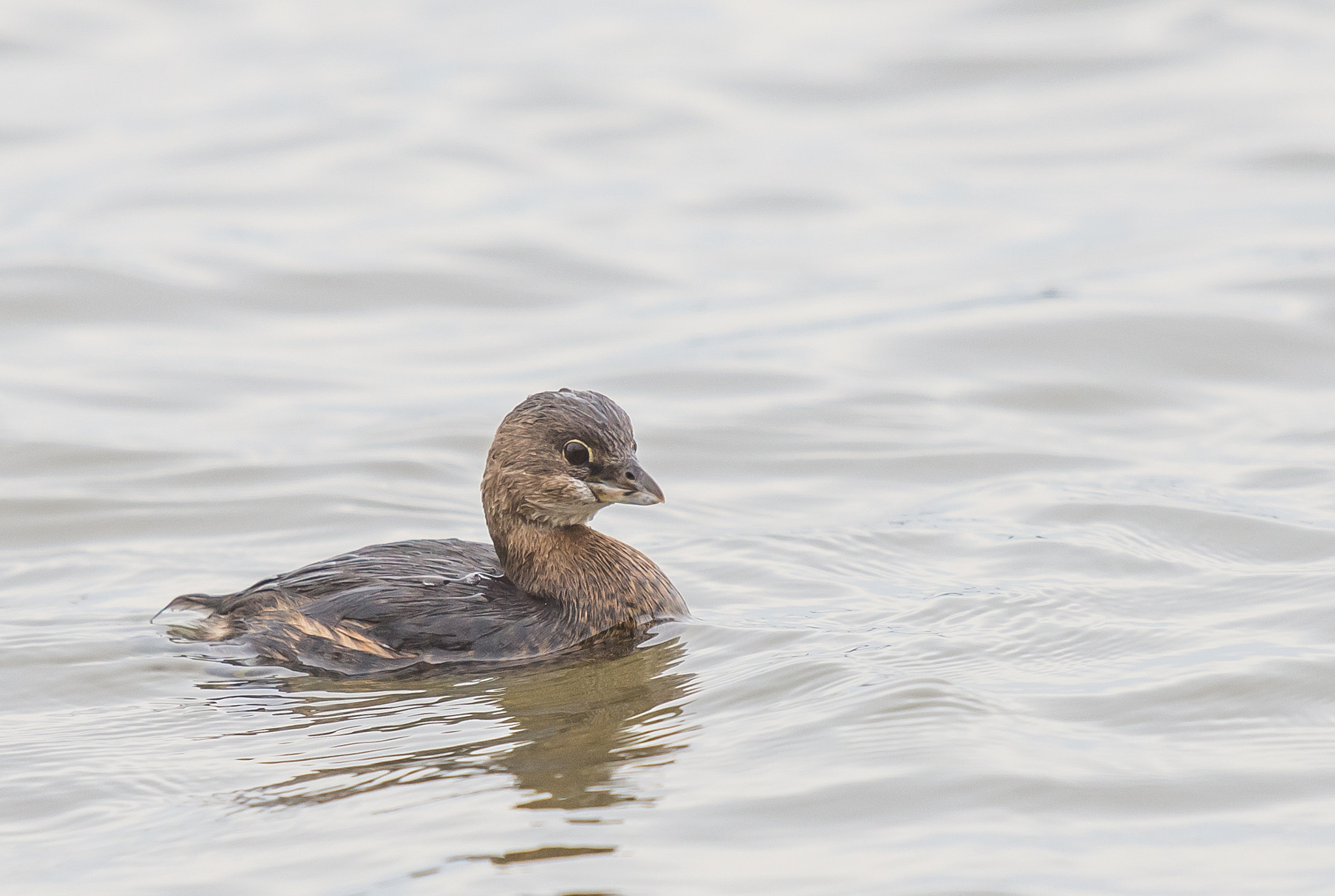 Sigma 500mm F4.5 EX DG HSM sample photo. 0101-3.jpg photography