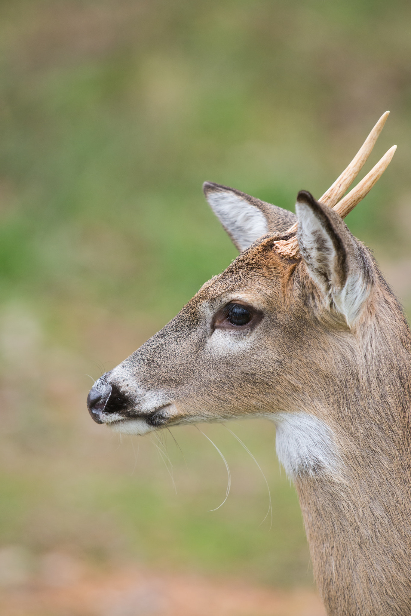 Nikon D600 + Sigma 500mm F4.5 EX DG HSM sample photo. 0101-6.jpg photography