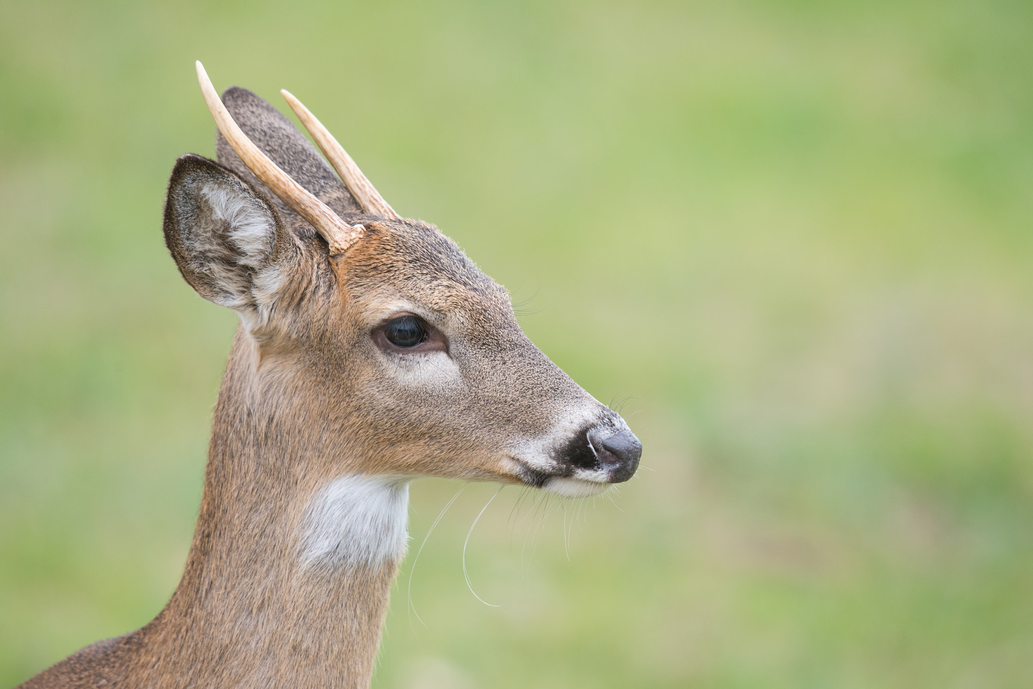 Nikon D600 + Sigma 500mm F4.5 EX DG HSM sample photo. 0101-8.jpg photography