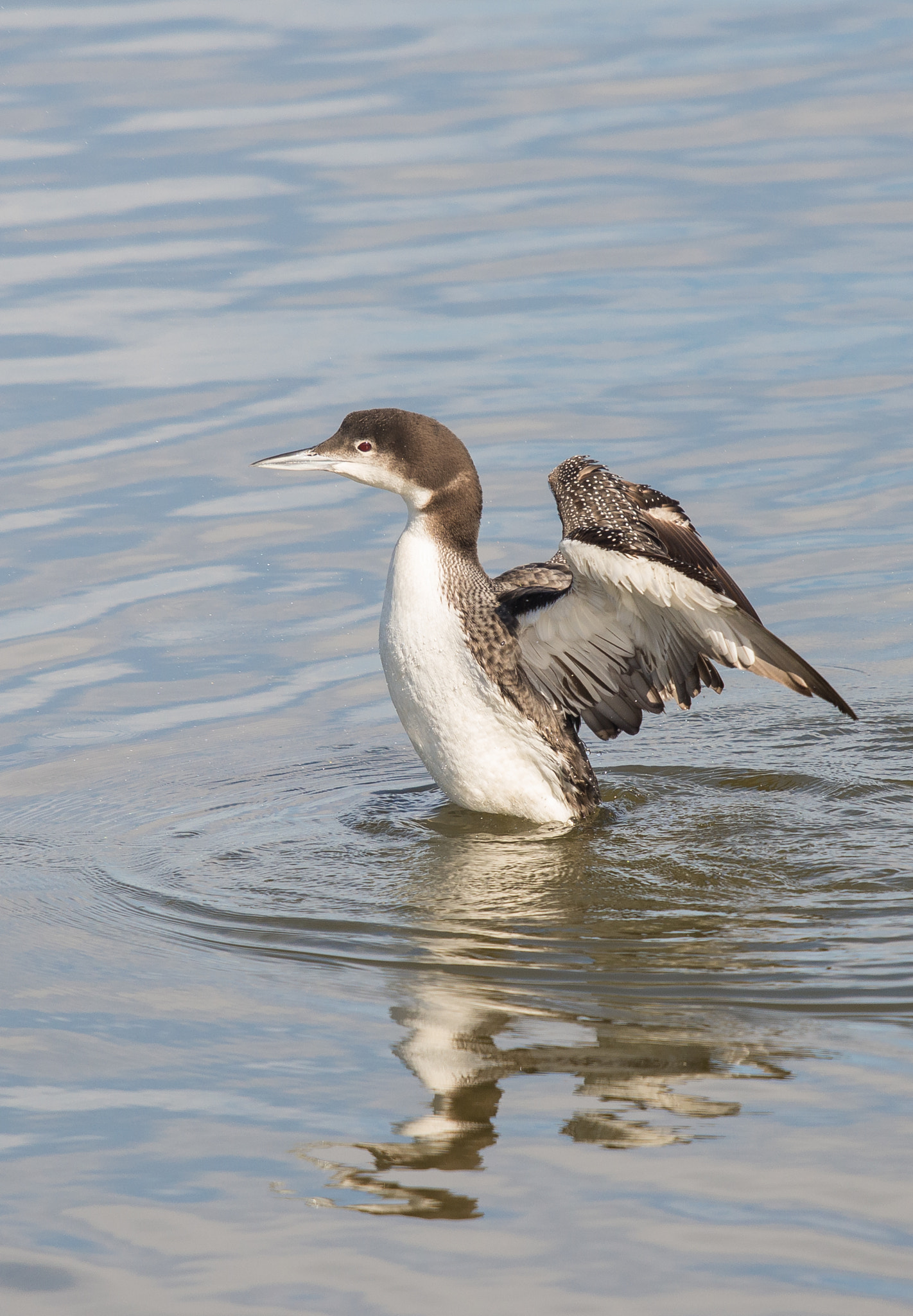 Nikon D600 + Sigma 500mm F4.5 EX DG HSM sample photo. 0103-4.jpg photography