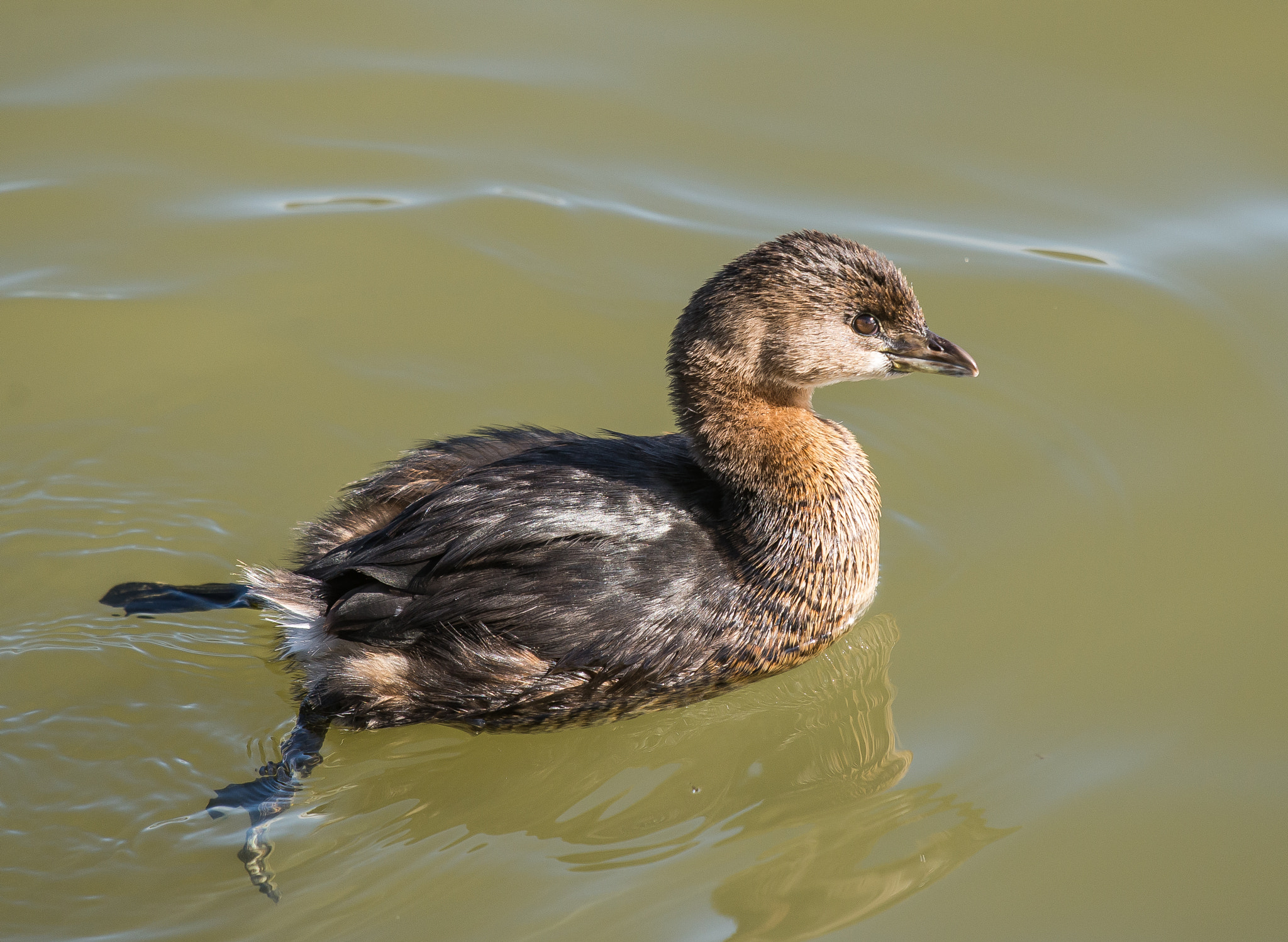 Sigma 500mm F4.5 EX DG HSM sample photo. 0103-7.jpg photography