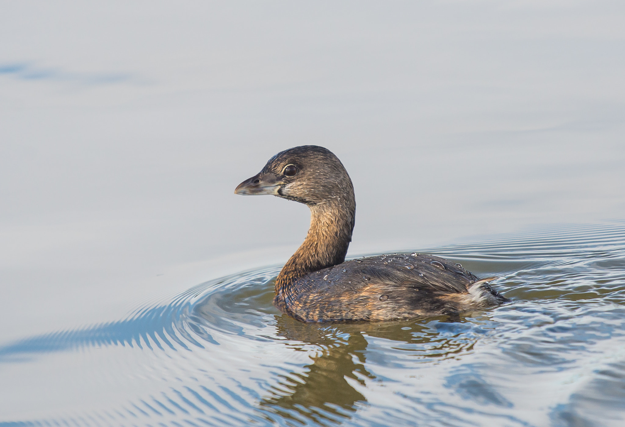 Nikon D600 + Sigma 500mm F4.5 EX DG HSM sample photo. 0103-8.jpg photography