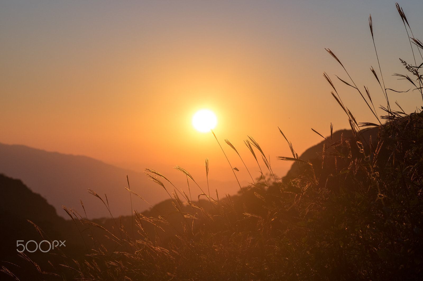 Fujifilm X-T10 + Fujifilm XC 50-230mm F4.5-6.7 OIS II sample photo. Sunlight and silhouette grass flowers photography