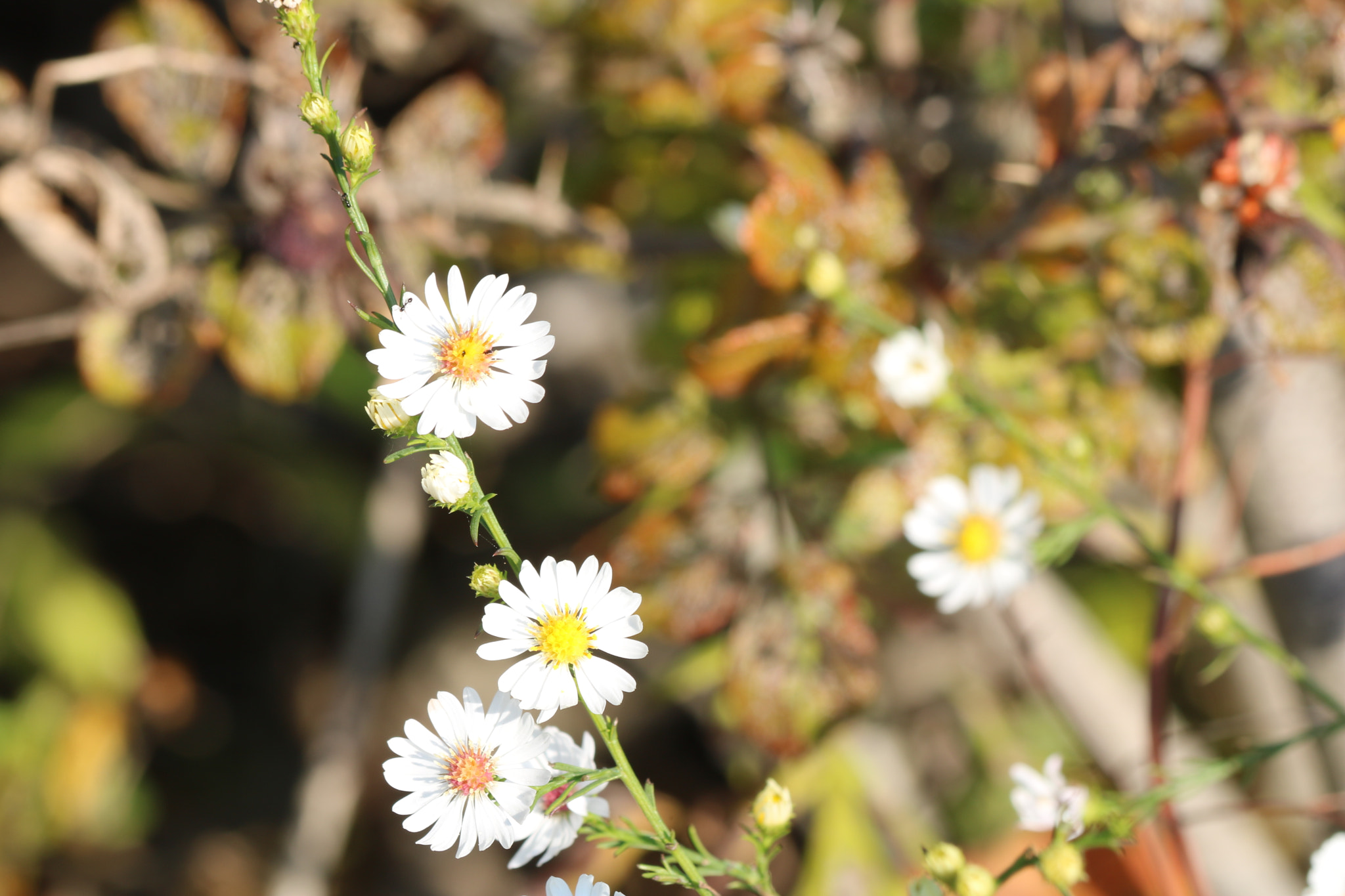 Canon EF 70-300mm F4-5.6 IS USM sample photo. Img photography